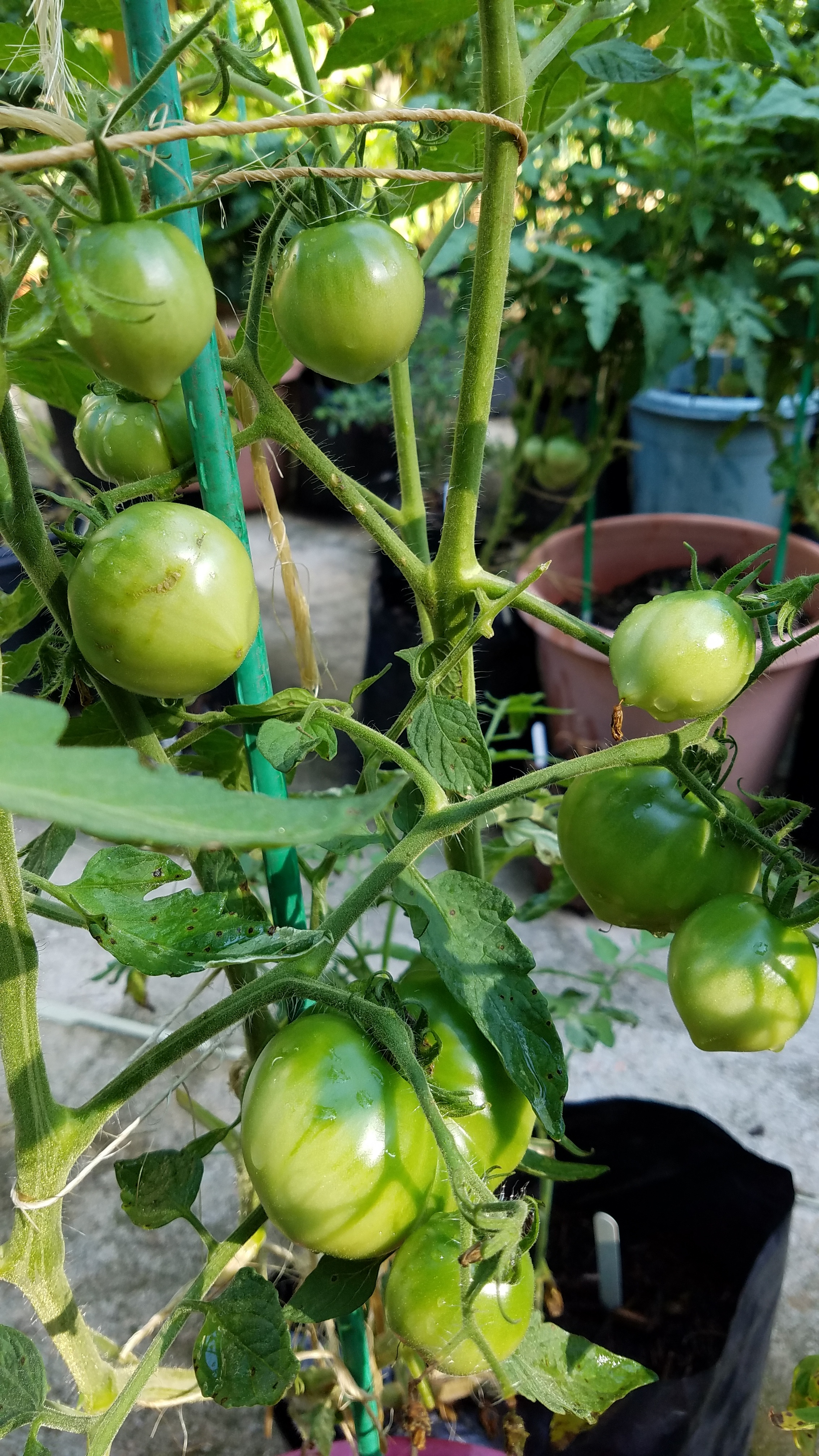 Developing fruit on one of the Acey variegated dwarfs