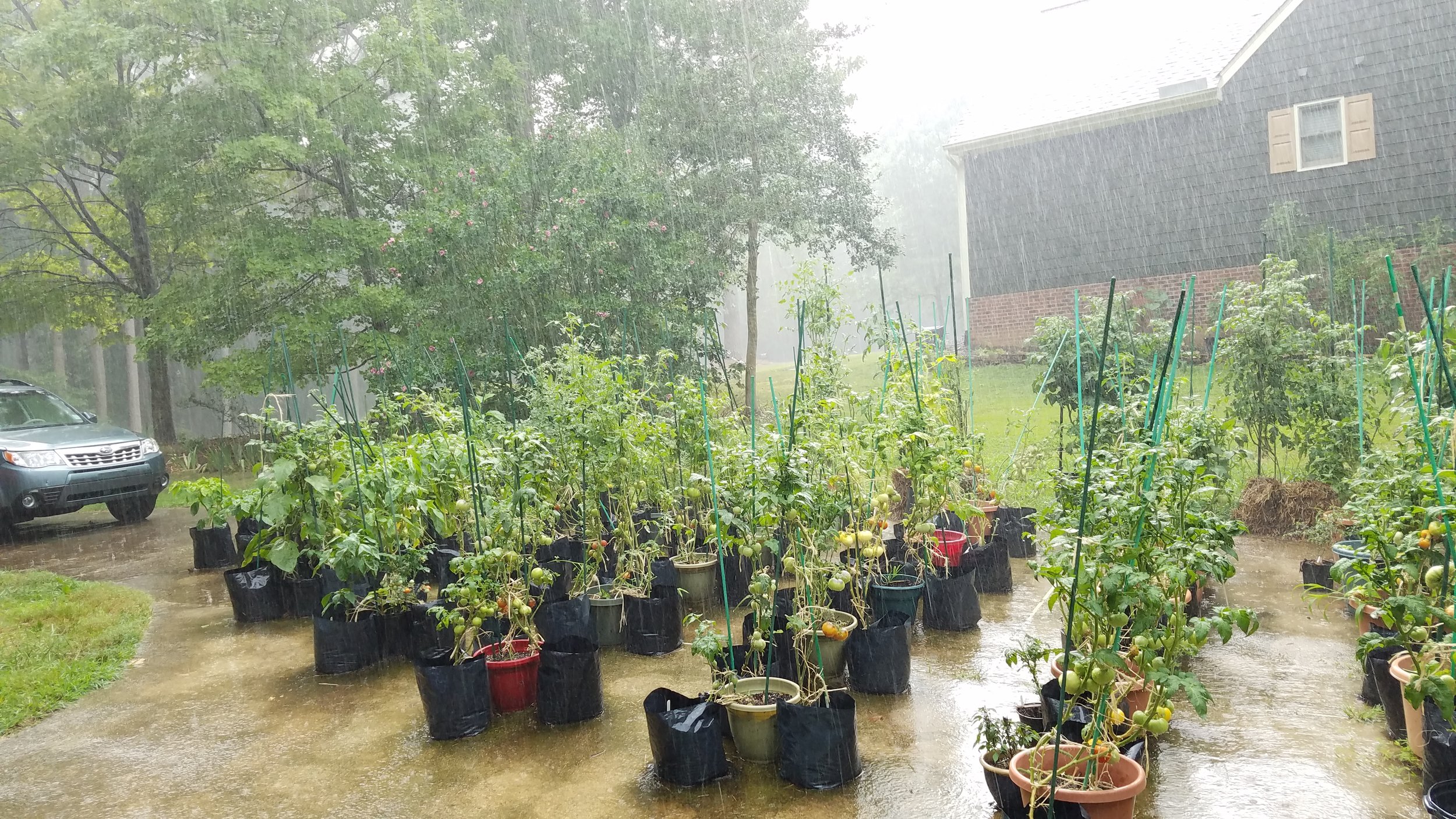 Rain!