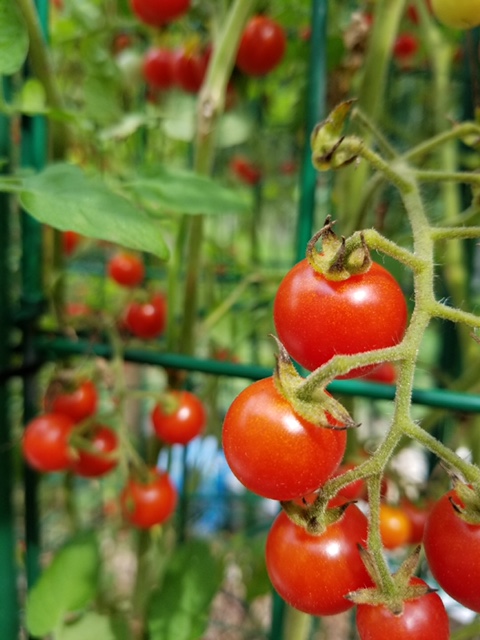 Tomatoes on one of Crystal Lynn's plants, photographed by her son and shared with me