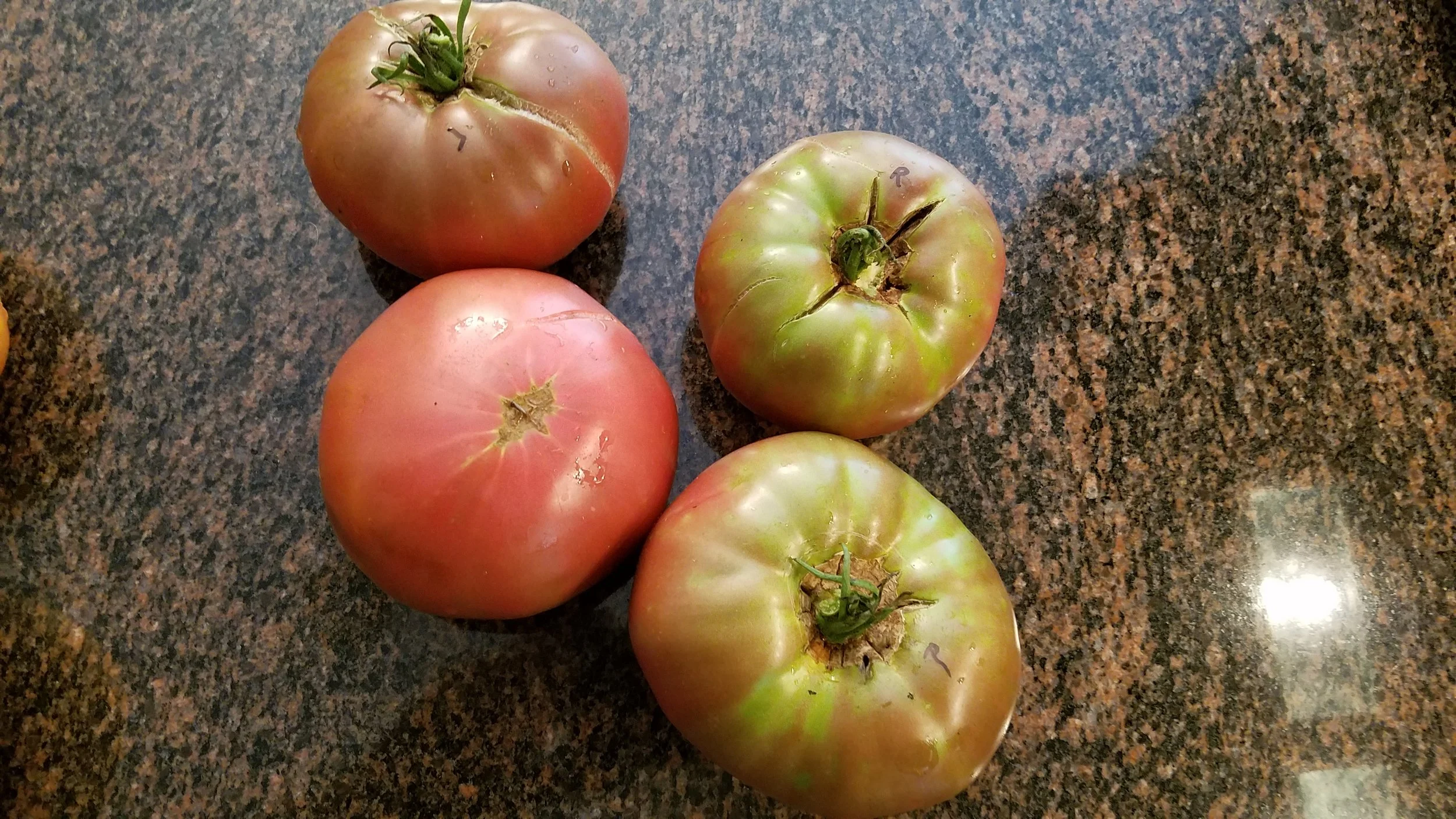 Cherokee Purple - good eating awaits