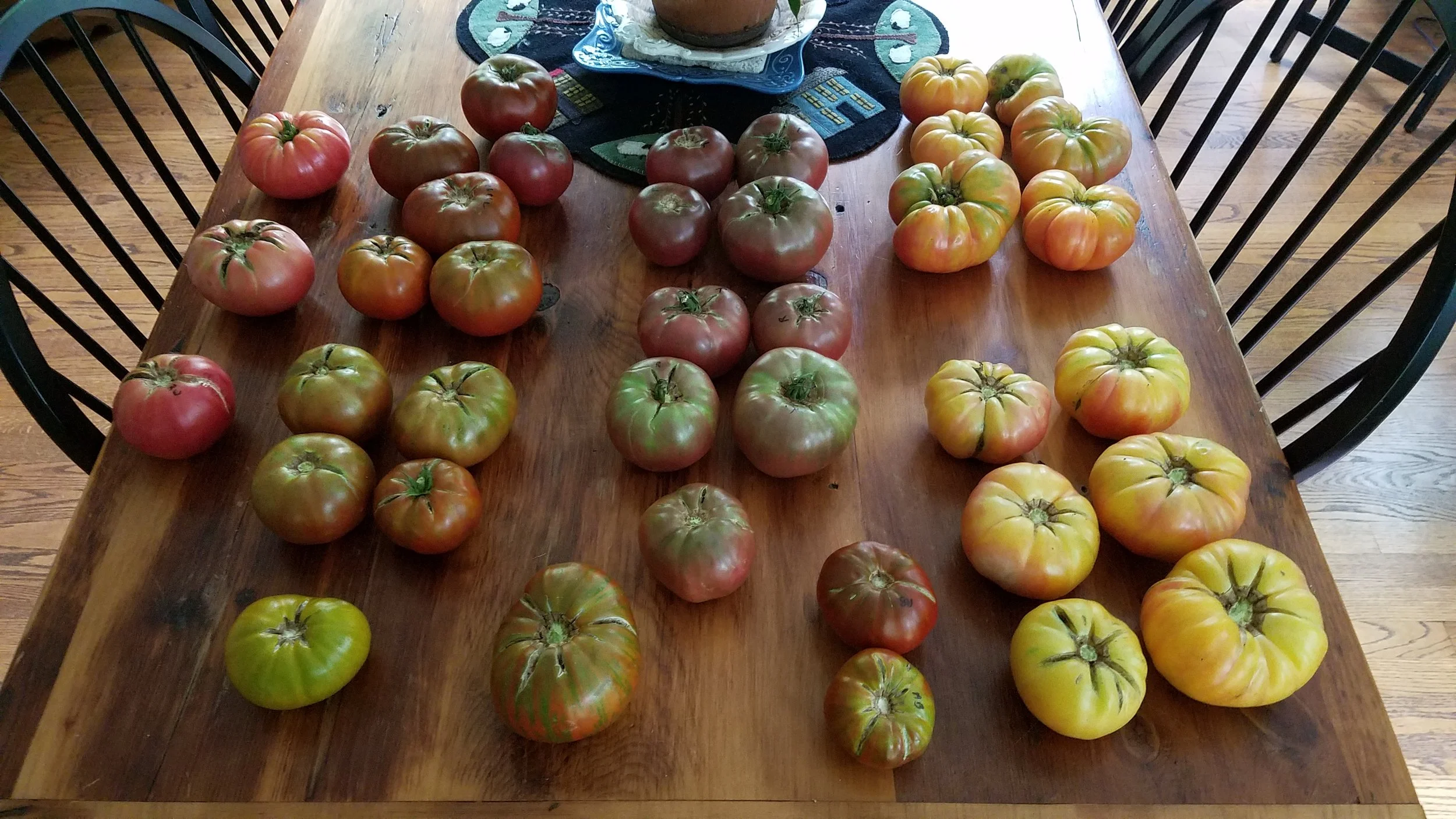 Three Brandywine tomatoes are on the far left. All tomatoes on the table are indeterminate varieties except the lovely set of half a dozen Dwarf Caitydid, lower right.