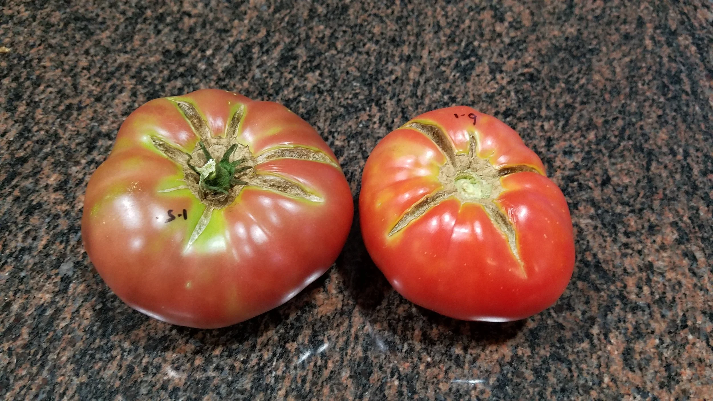 BrandyFred, above left, and TastyWine, above right