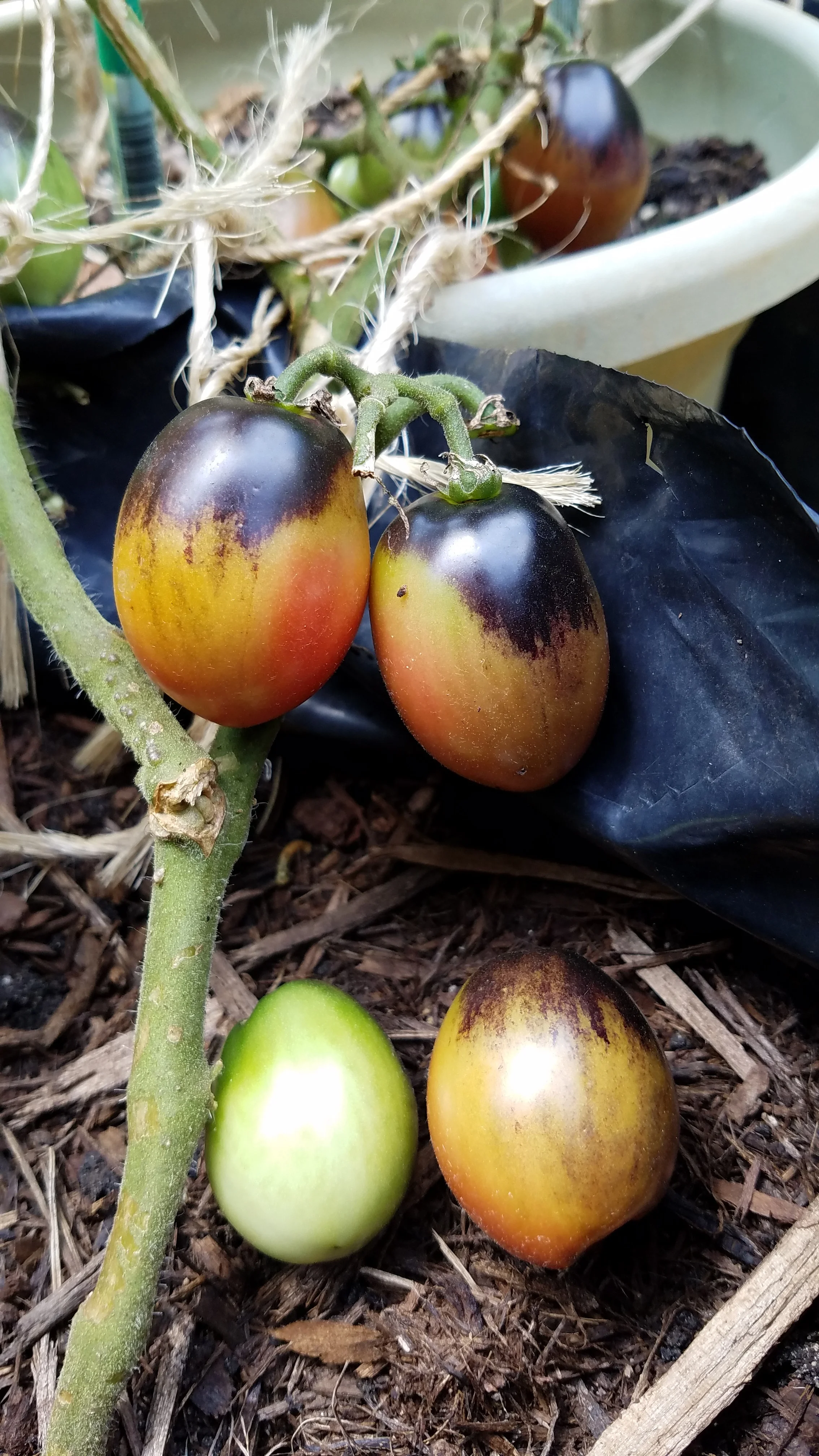 fruit on Anthy plant 4