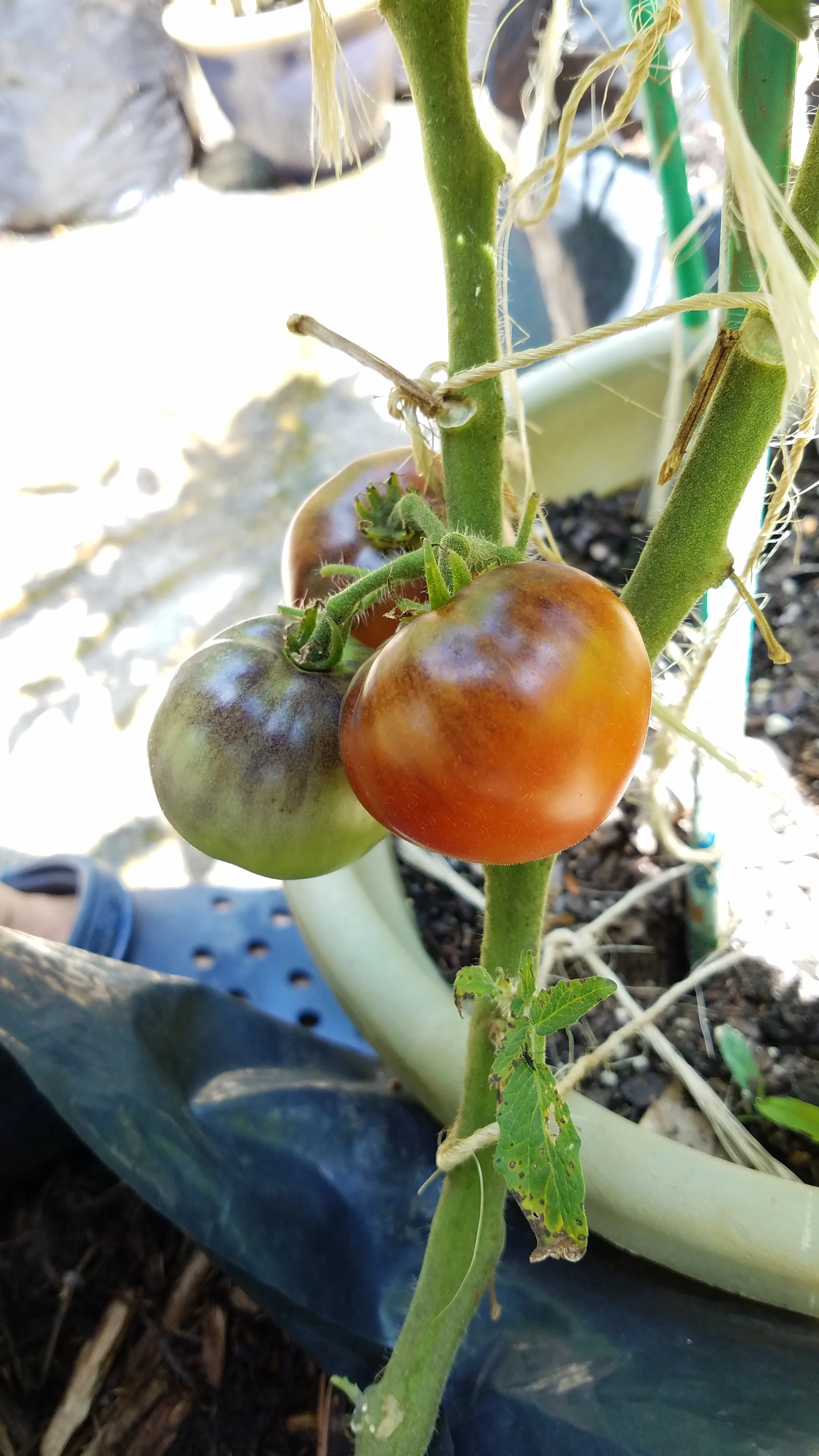 One of the Lampy selections showing antho shoulders