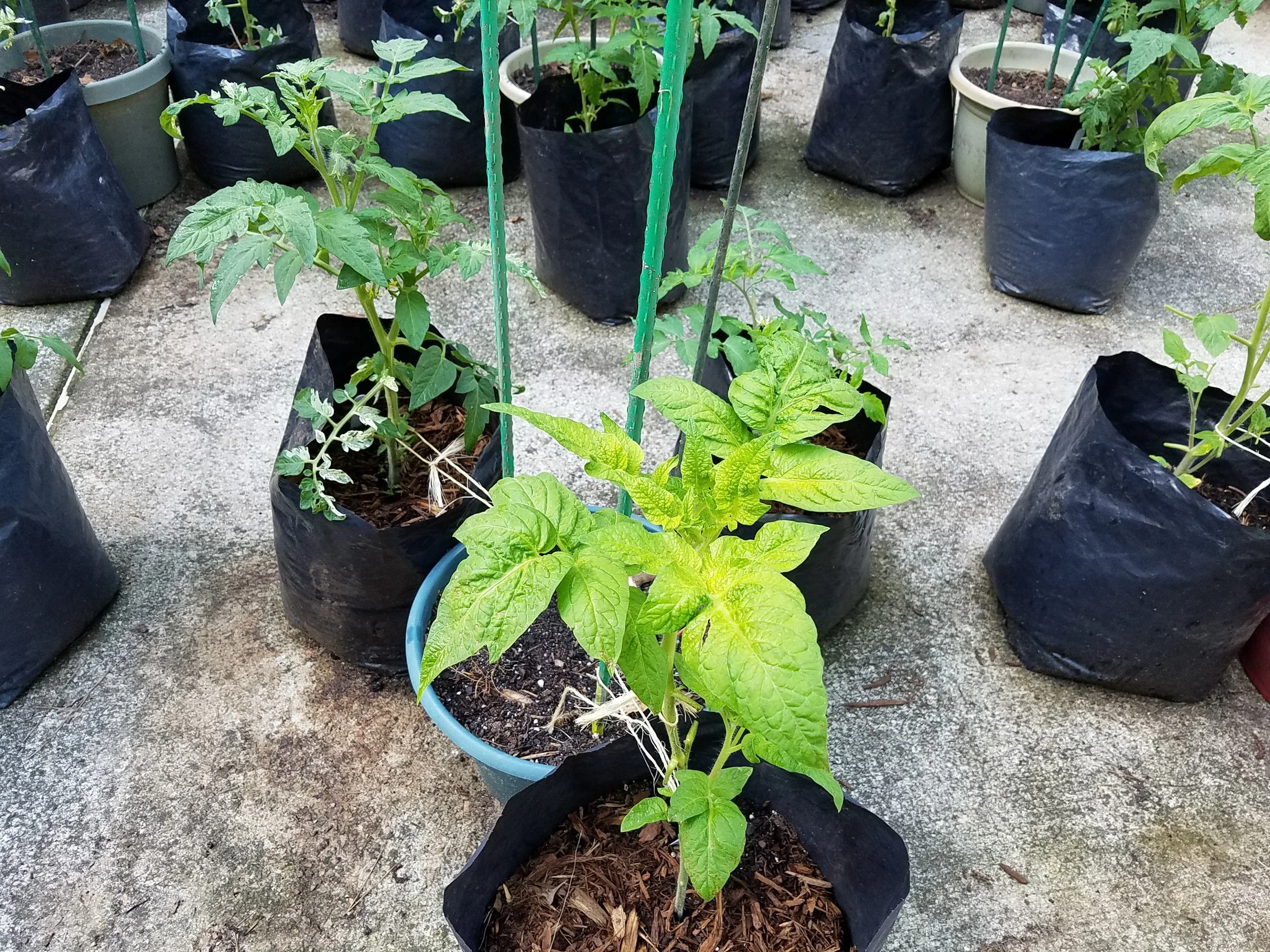 Unique chartreuse foliage in Morty