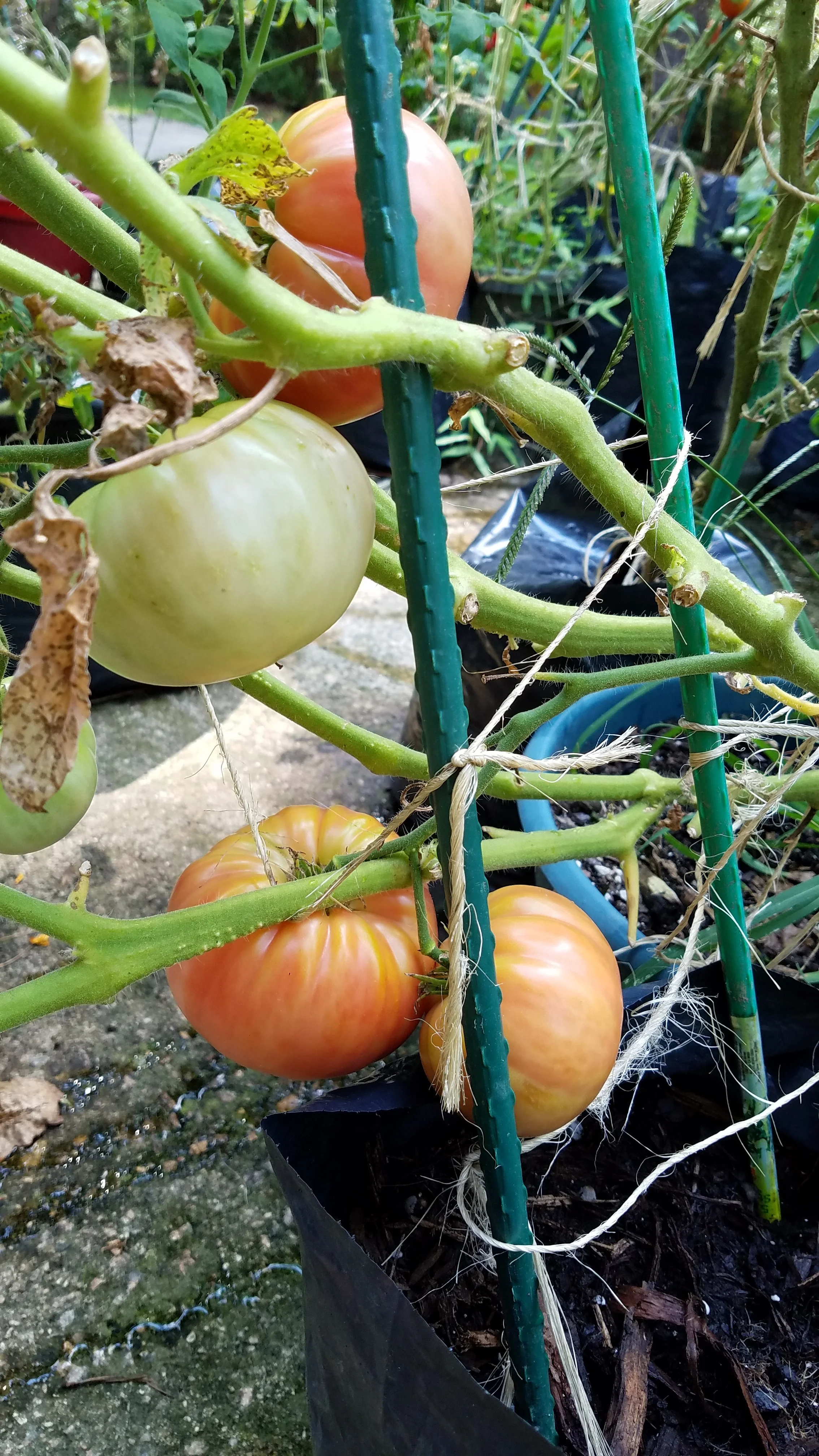 Large pink fruit in the Morty selection
