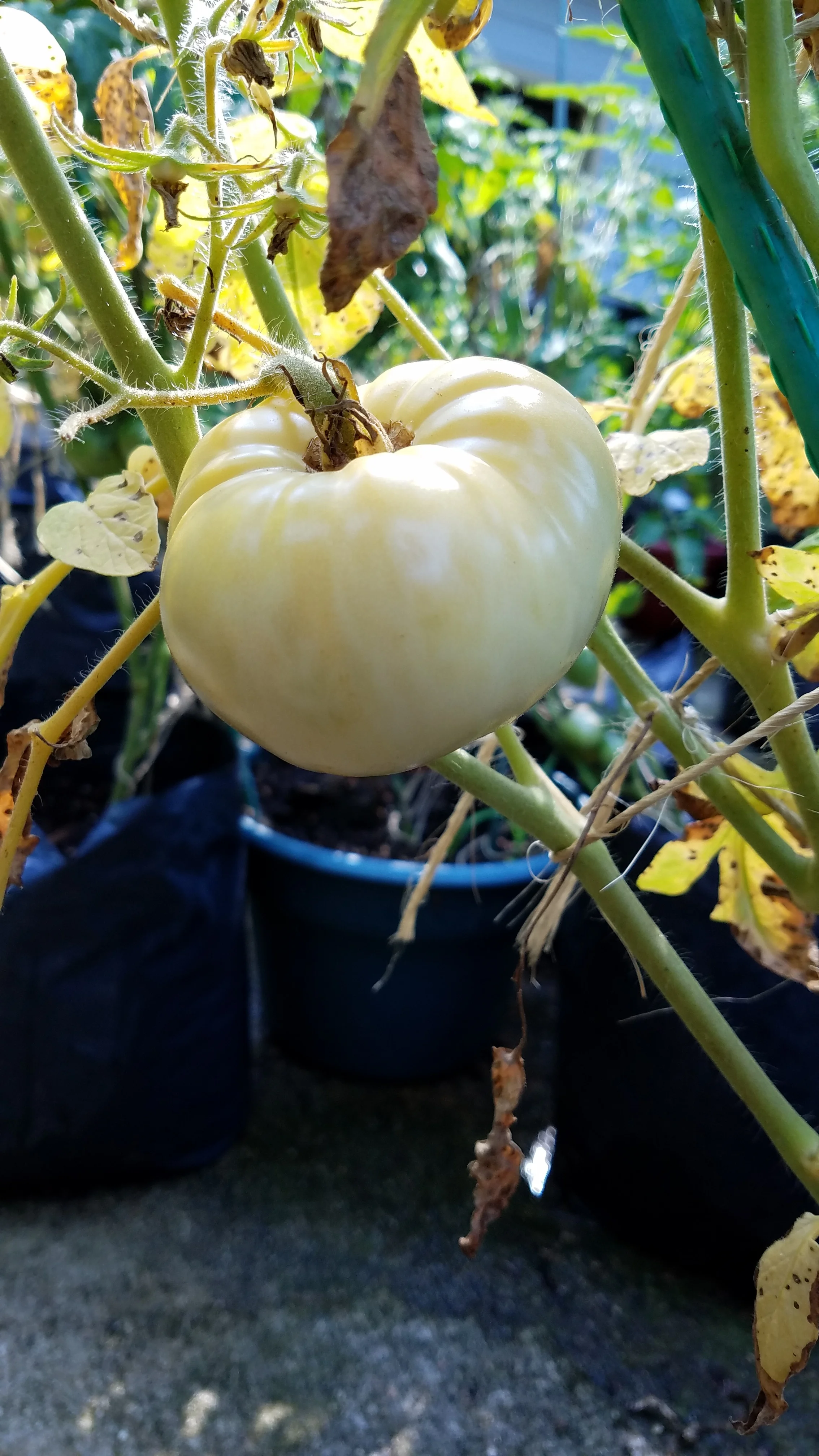 All unripe fruit on the Scotty plants were white.