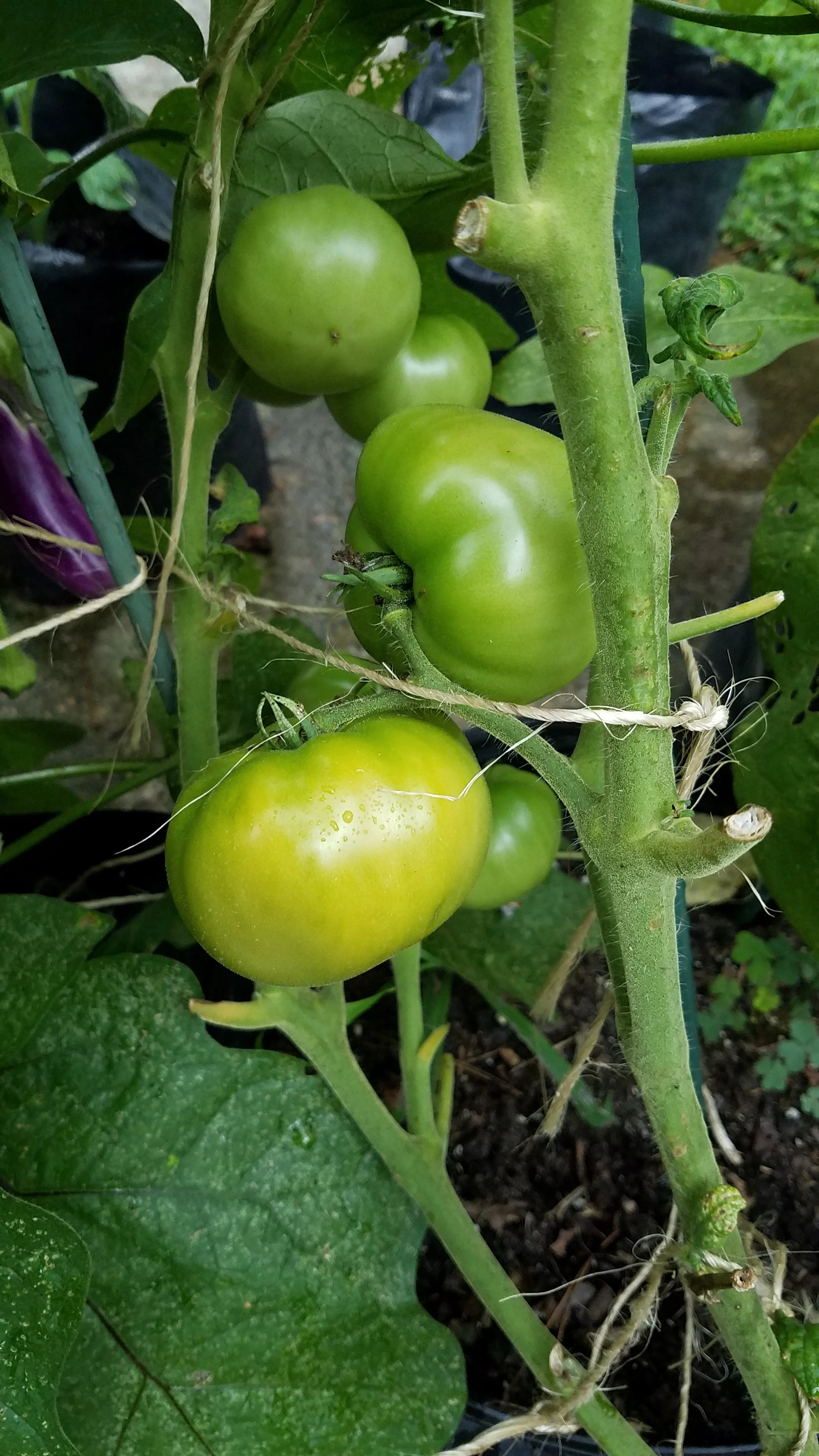Betty selection with tasty green fruit