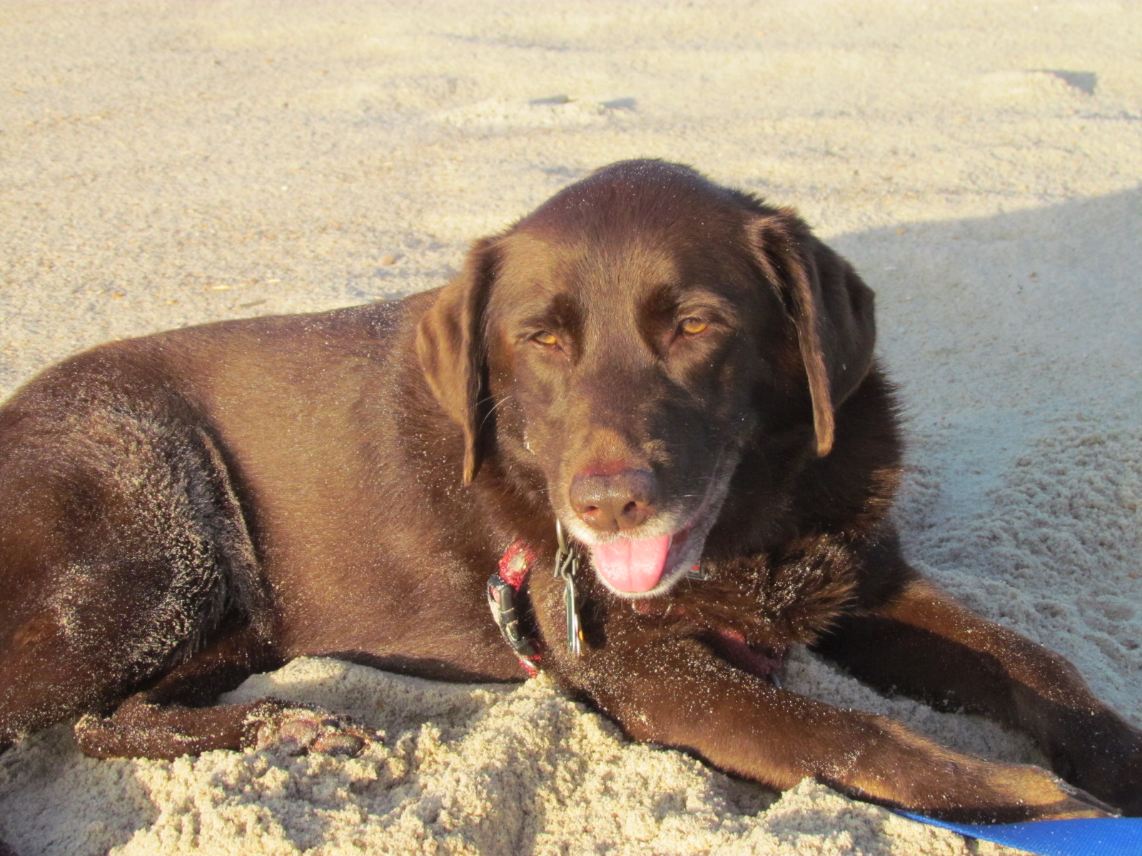 9 Mocha Ocracoke Oct 1 2012.JPG