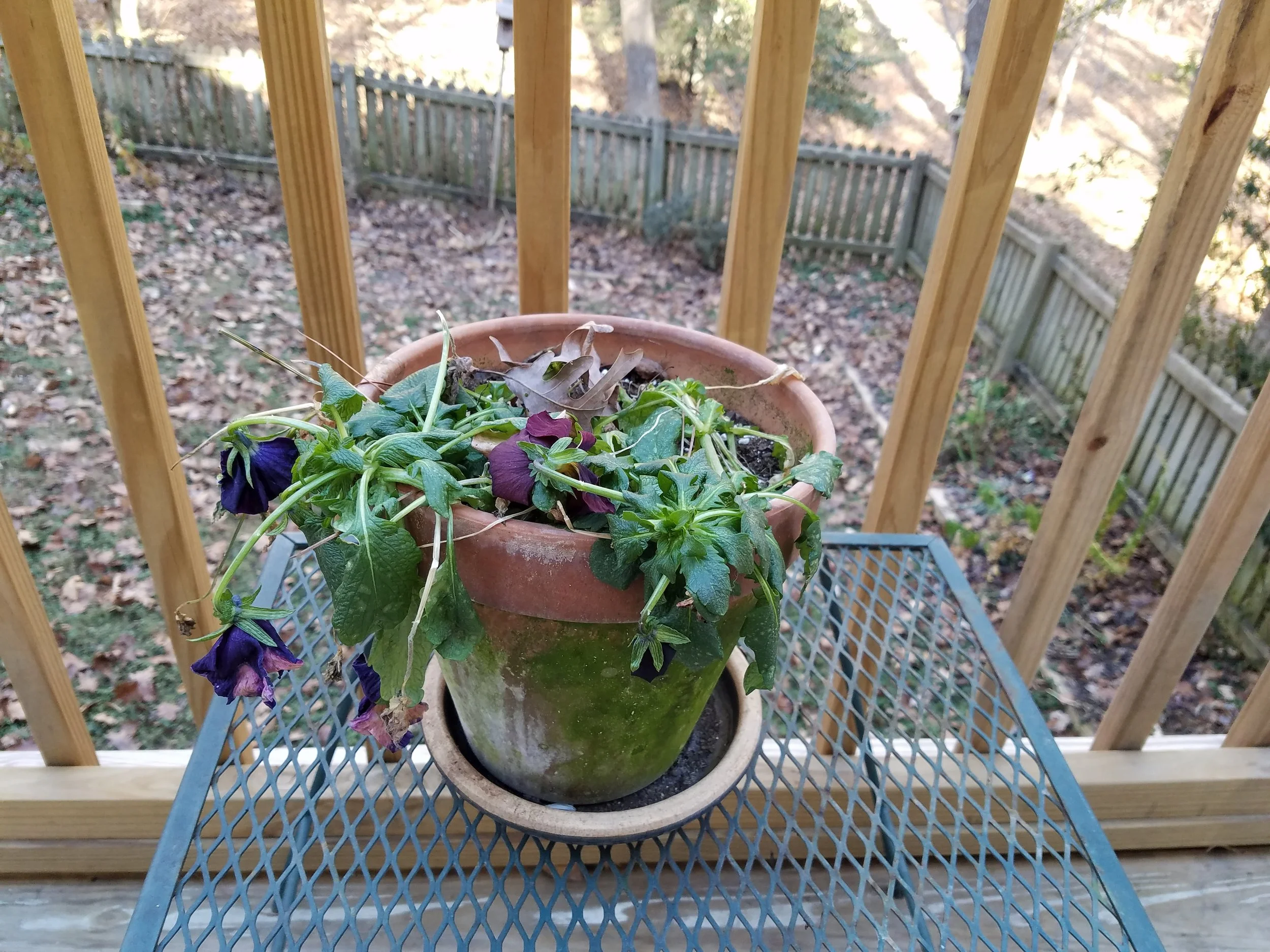 Poor pansy....will it make it through to warmer spring temps? We shall see!