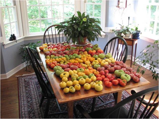 Dwarf Tomato R&D in 2007 - ALL tomatoes on this table are from our early Dwarf Tomato Project efforts. 