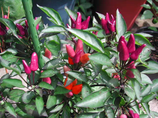 "Arboretum dark leaf" was the working name of this early selection, grown in a small pot in the driveway.