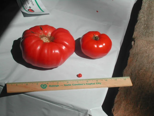 One of my favorite Tomatopalooza pictures, from 2004 - Tennessee Britches (the monster on the left), with Red Brandywine on the right - and poor tiny Mexico Midget in front (tiny in size, not in flavor!)
