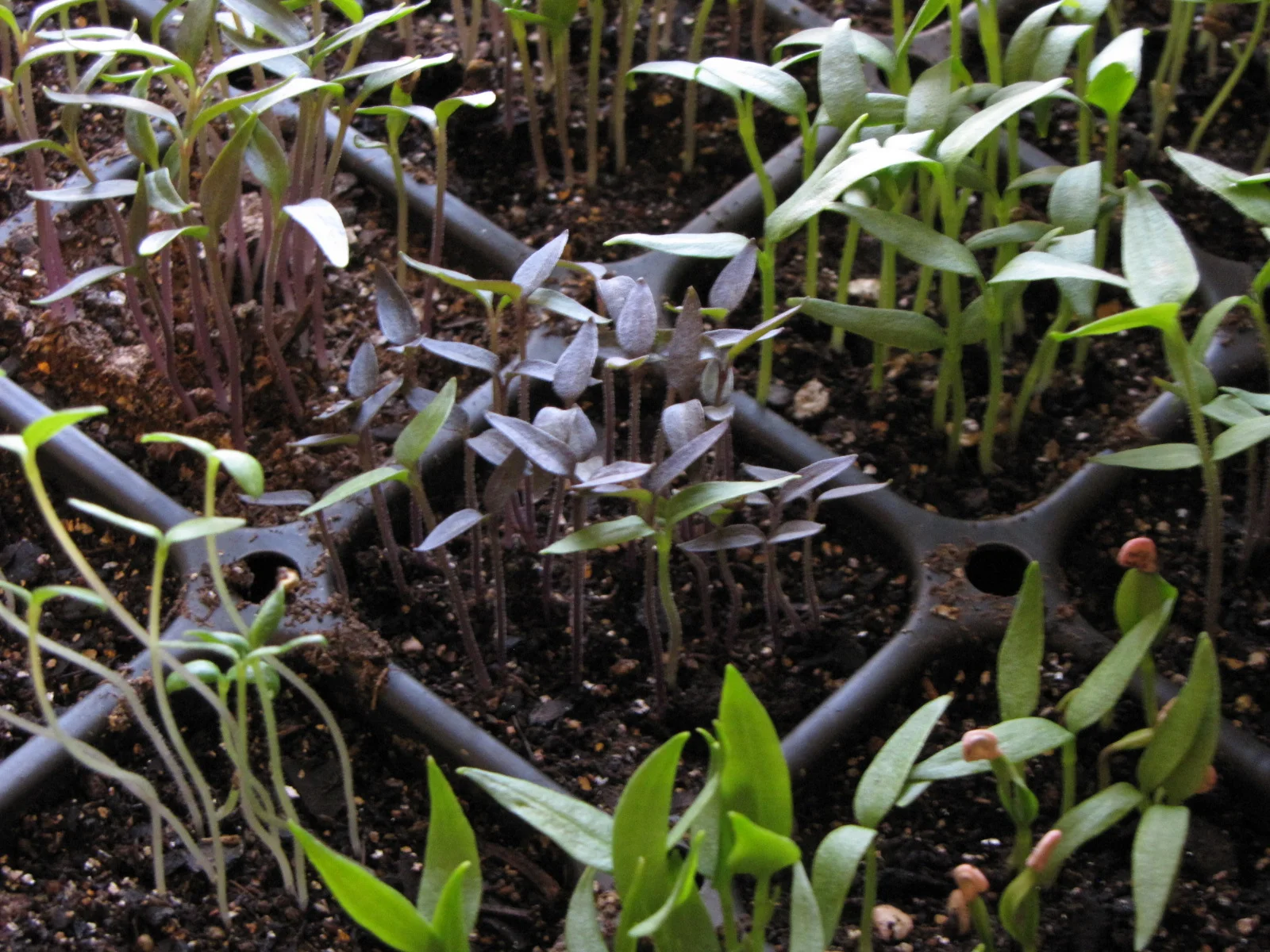 Craig LeHoullier - Dense planting technique - not just for tomatoes!