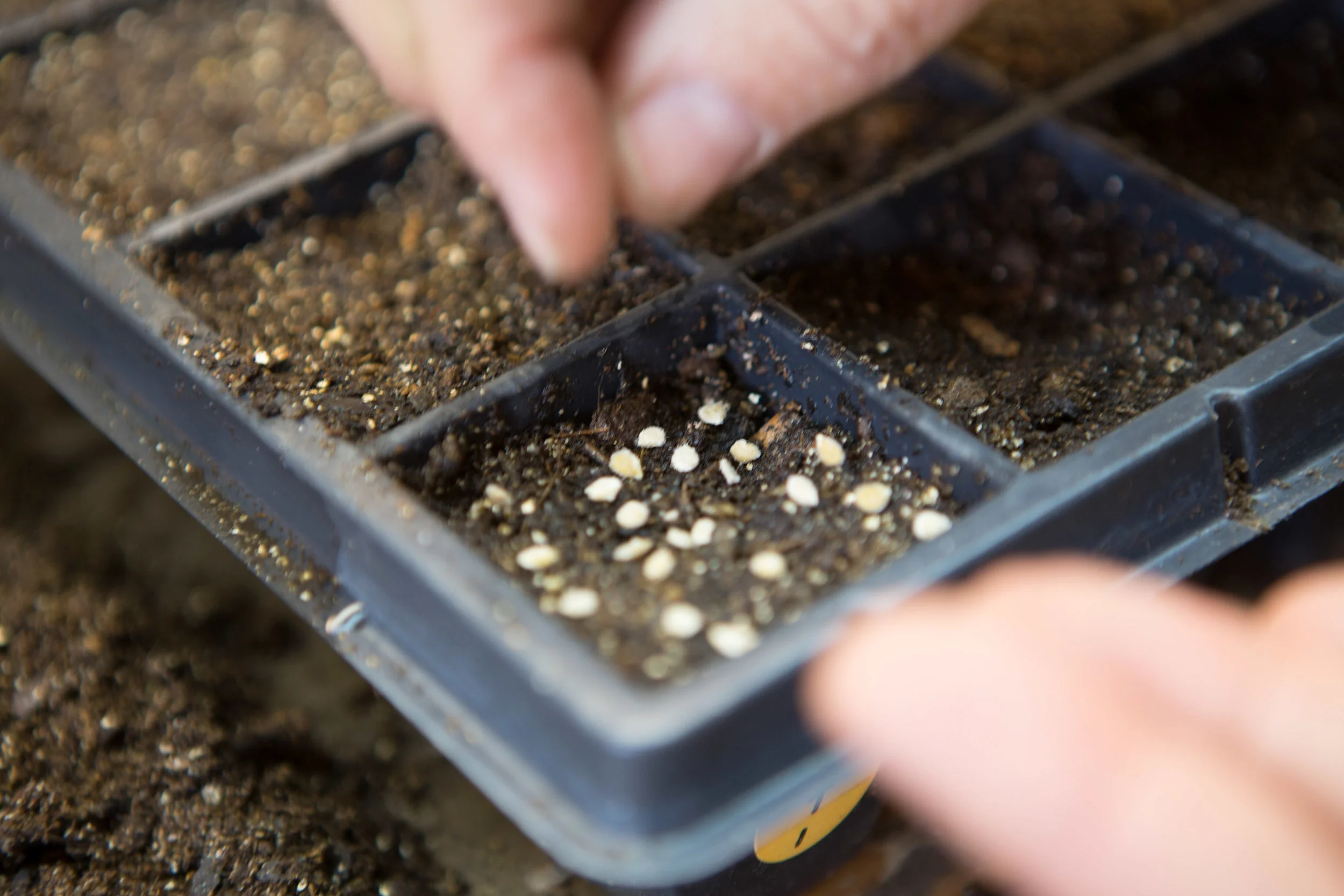 Planting seeds densely - pic by Stephen Garrett