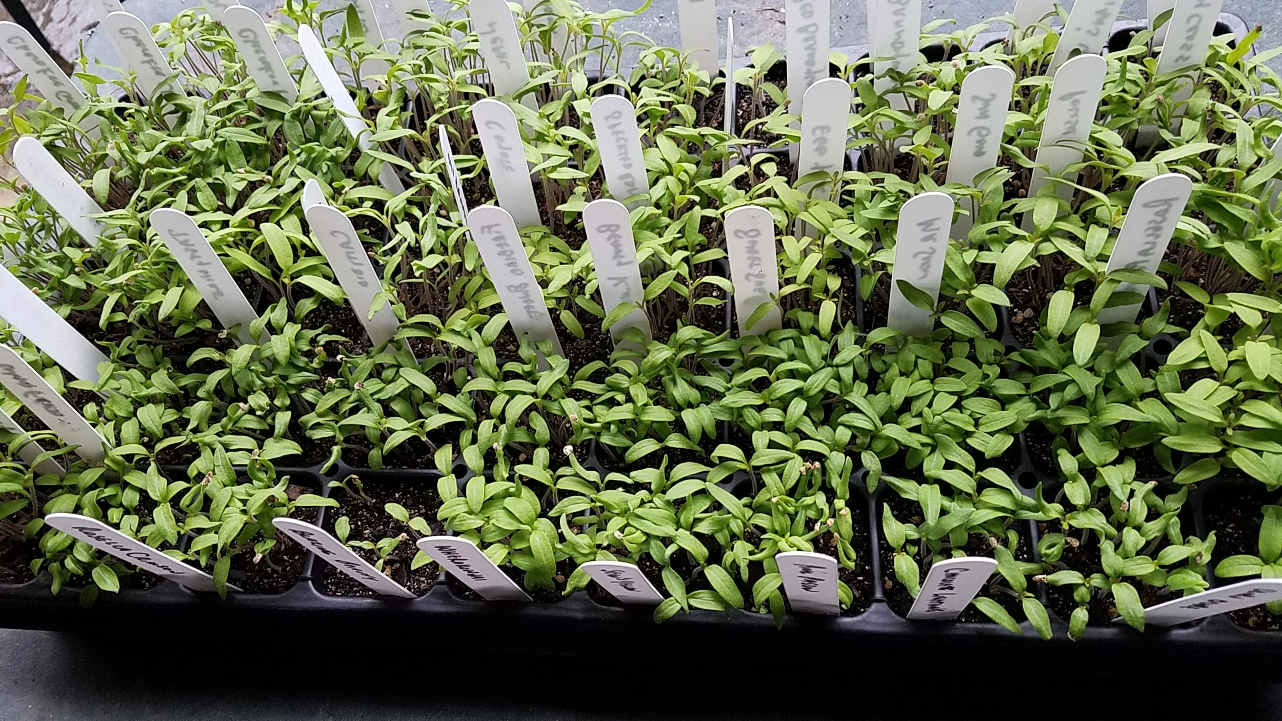 Seedlings on day 16