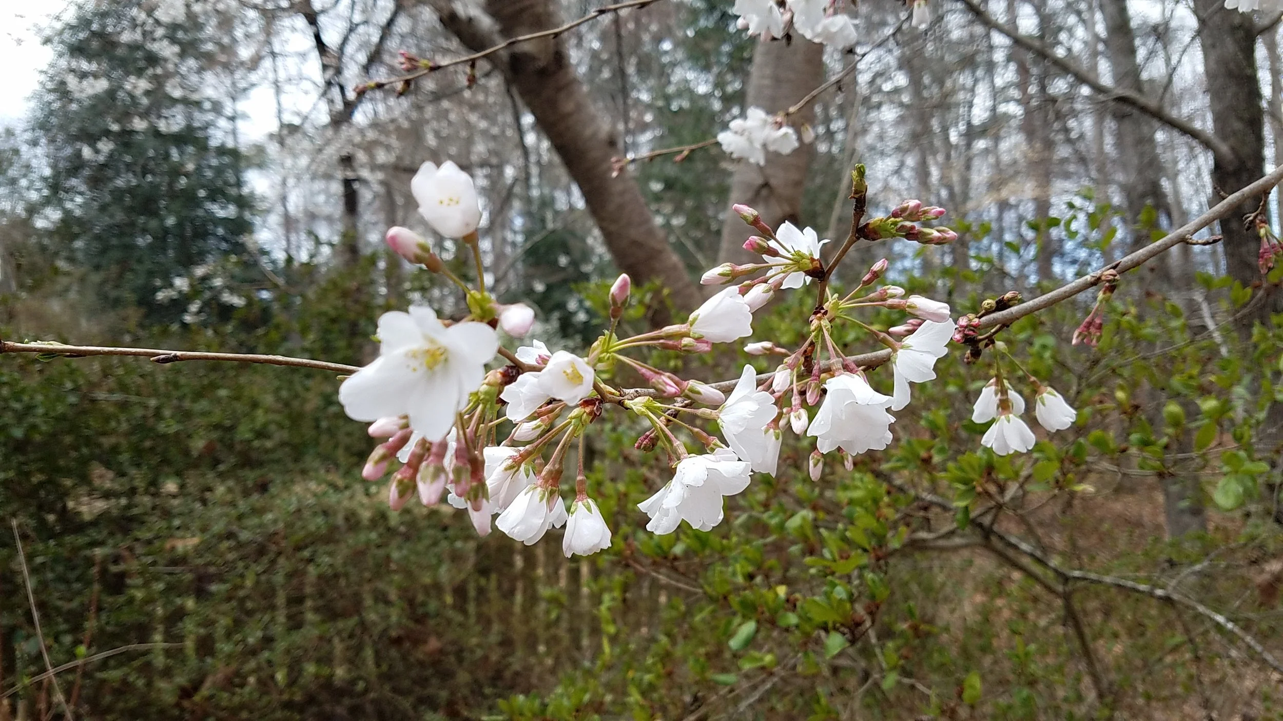 early March cherry blossoms