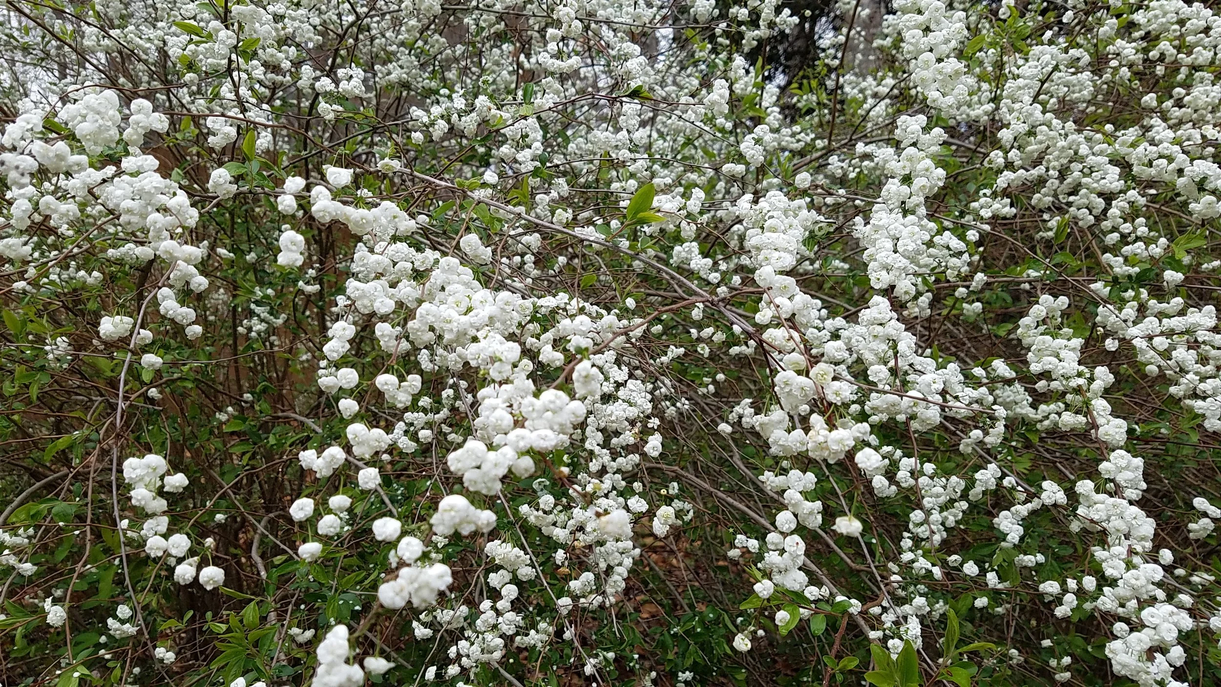 One of our spirea in full bloom