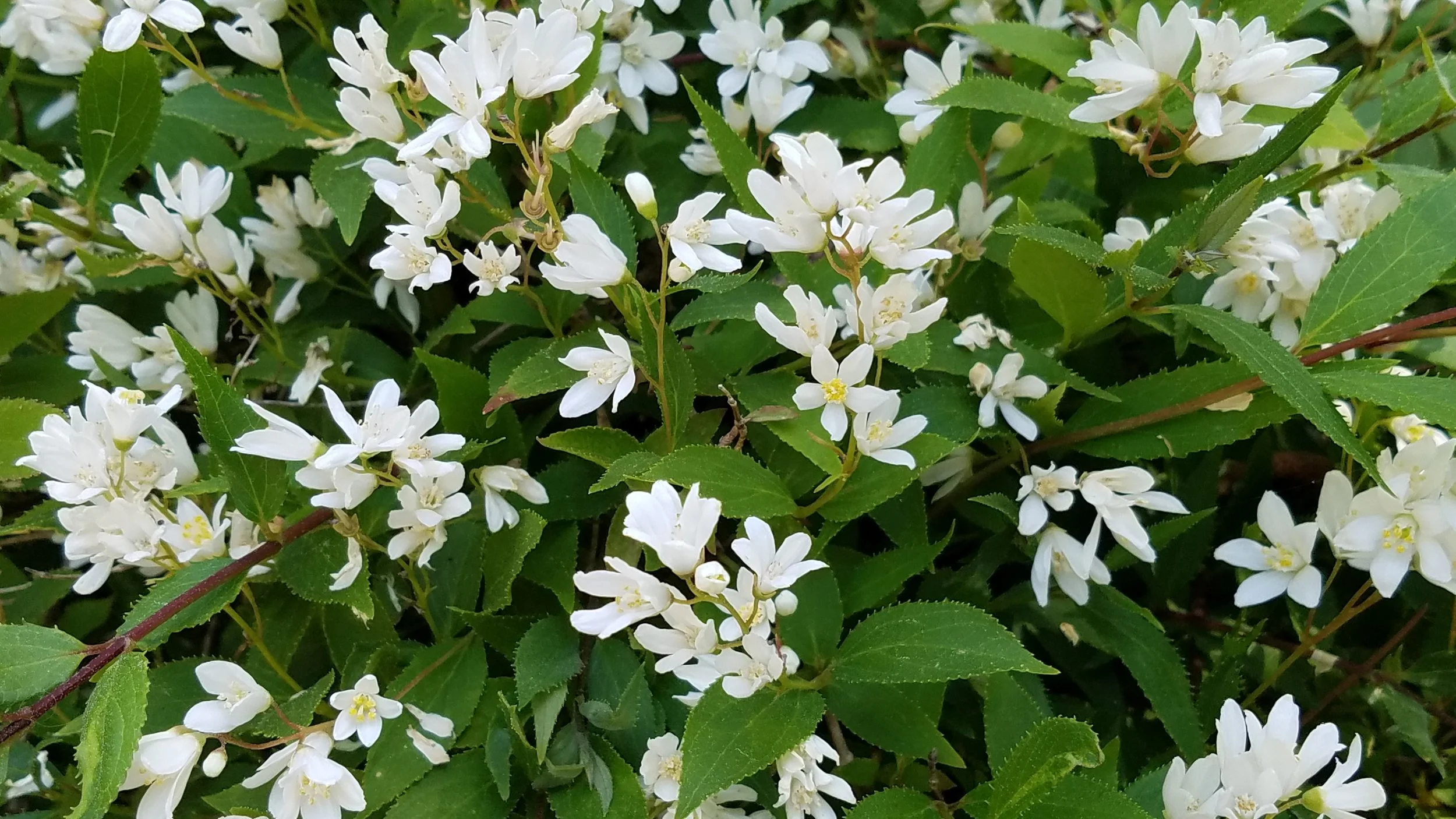 Deutzia in full bloom