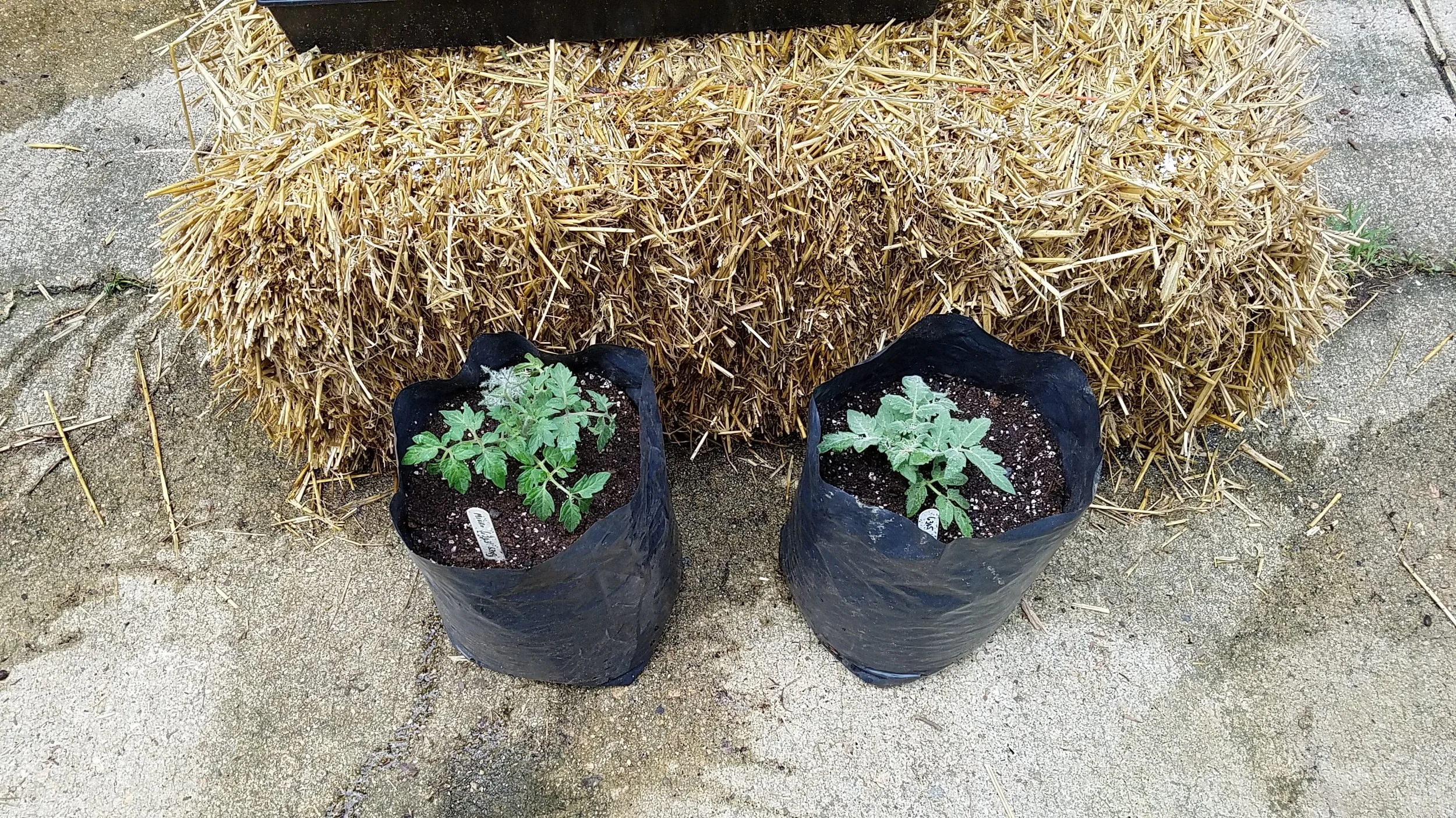 2 of the 18 microdwarf project plants in 1 gallon grow bags