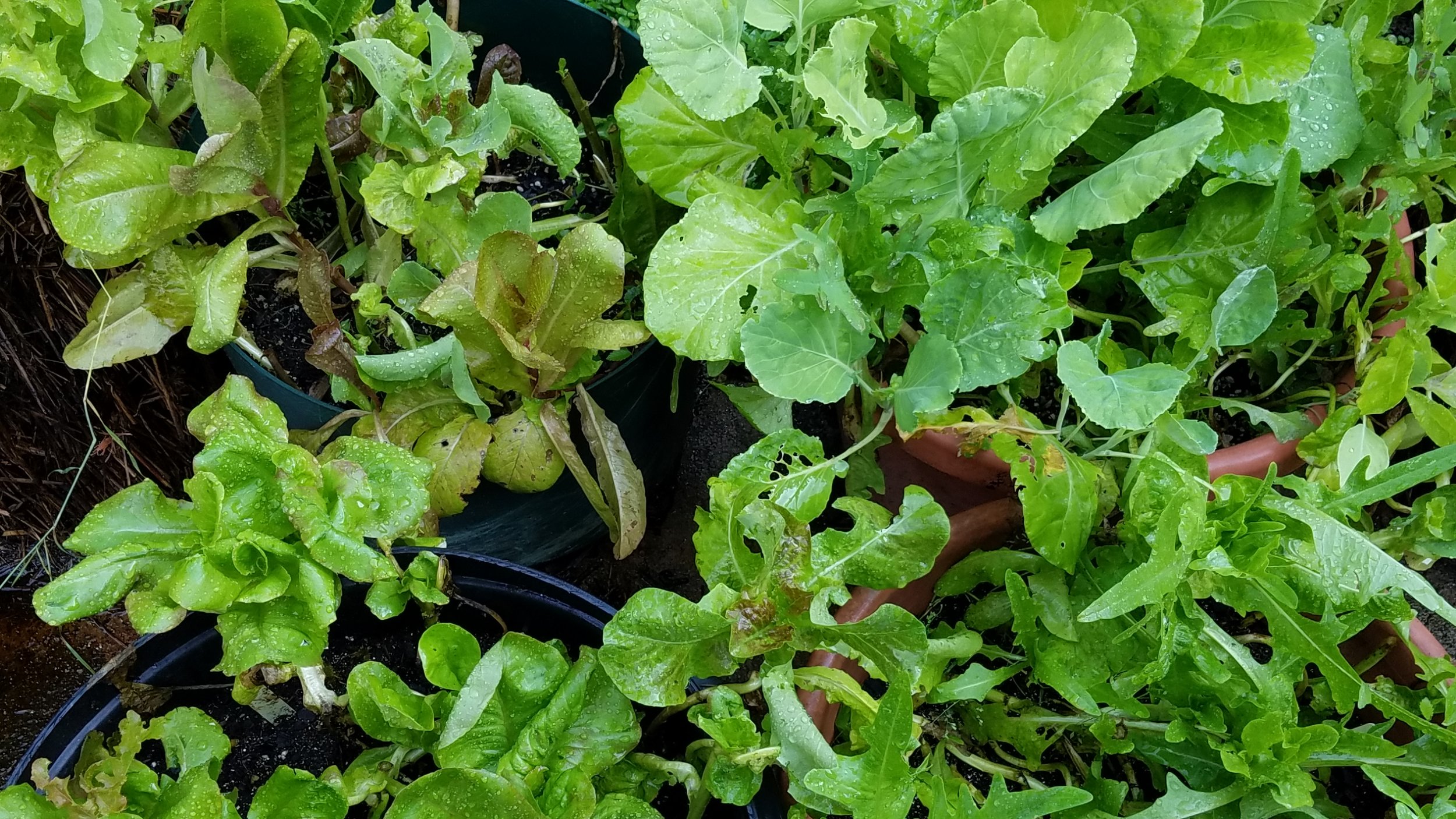 lettuce June 11.jpg