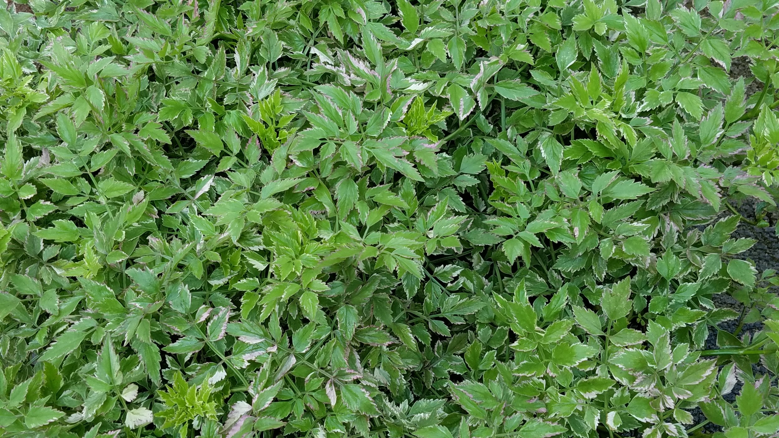 variefgated water celery June 11.jpg