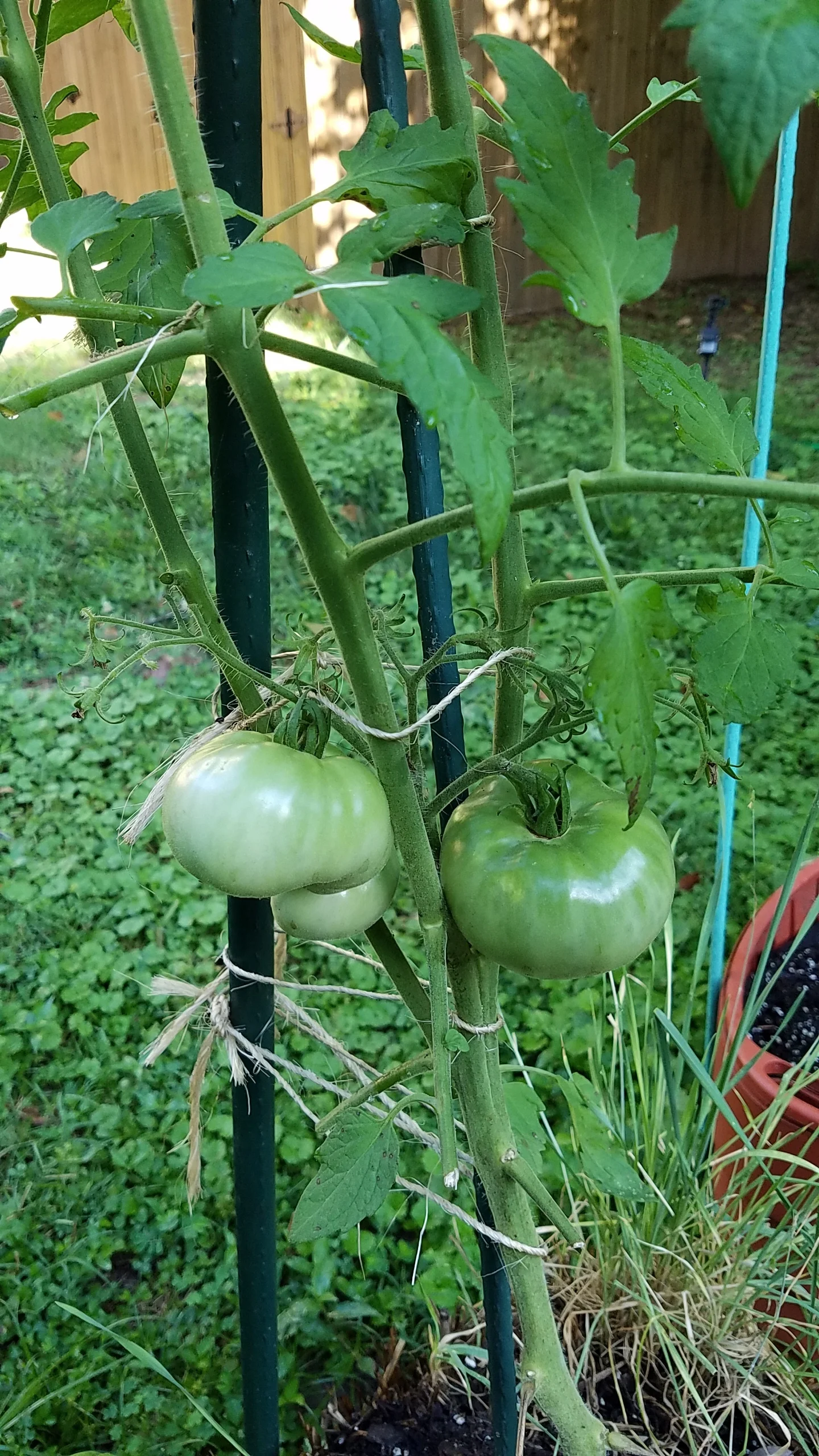 A cluster of Cherokee Purple progressing nicely