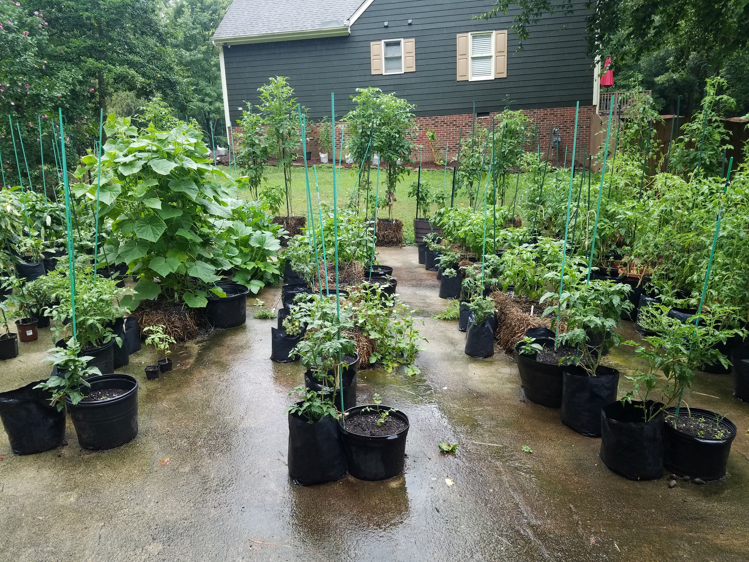 Craig Lehoullier Loving Straw Bale Gardening More And More