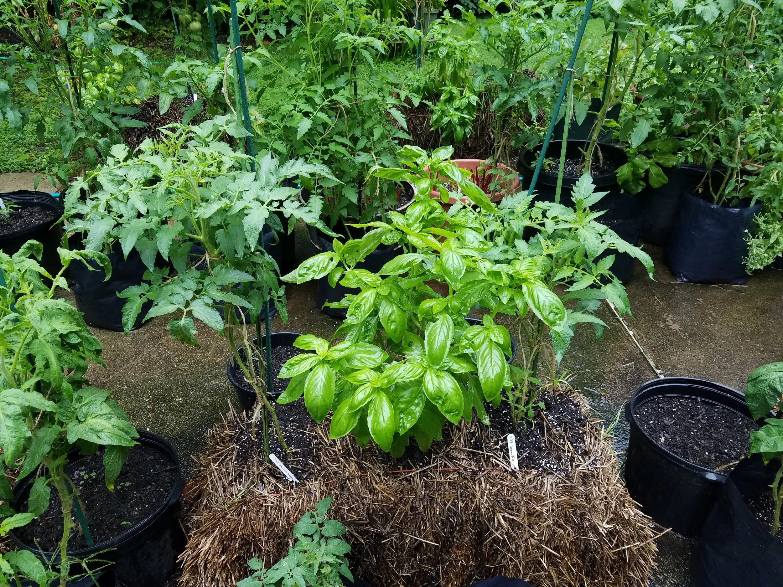 Dwarf Tomato Project plants Dwarf Speckled Heart and Dwarf Banana Toes with basil