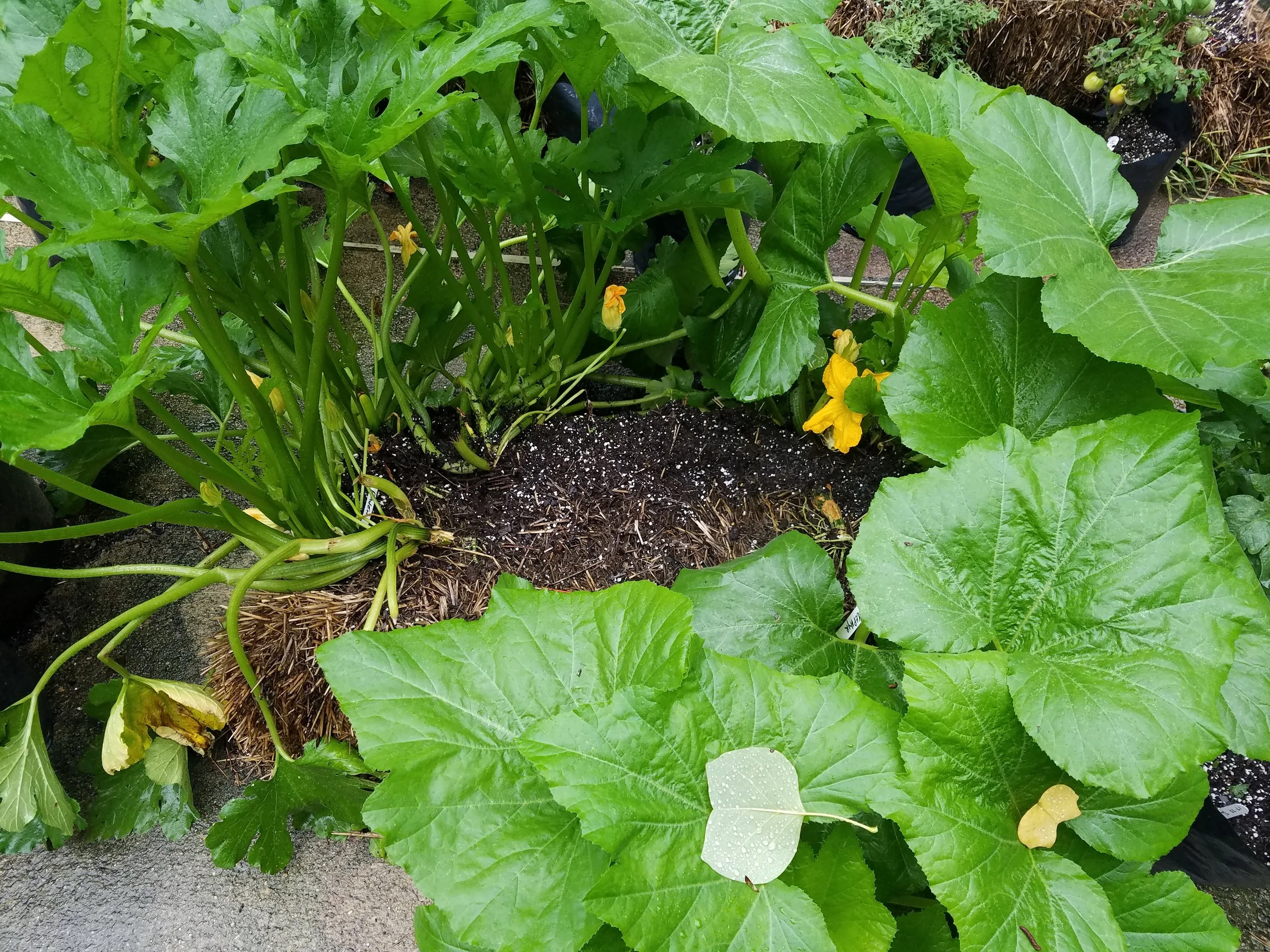 Raven and Zephyr summer squash
