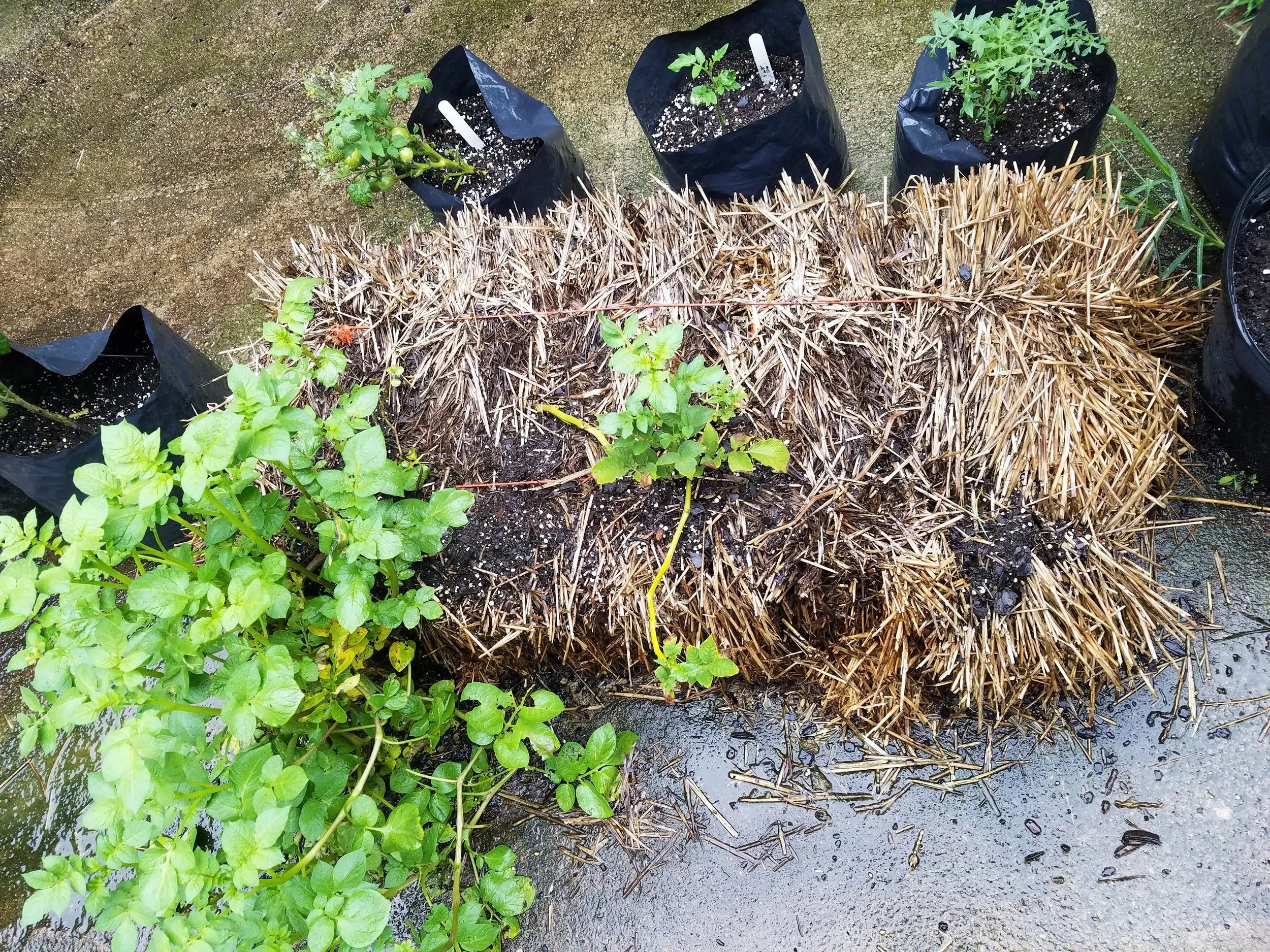 Partially successful potato bale
