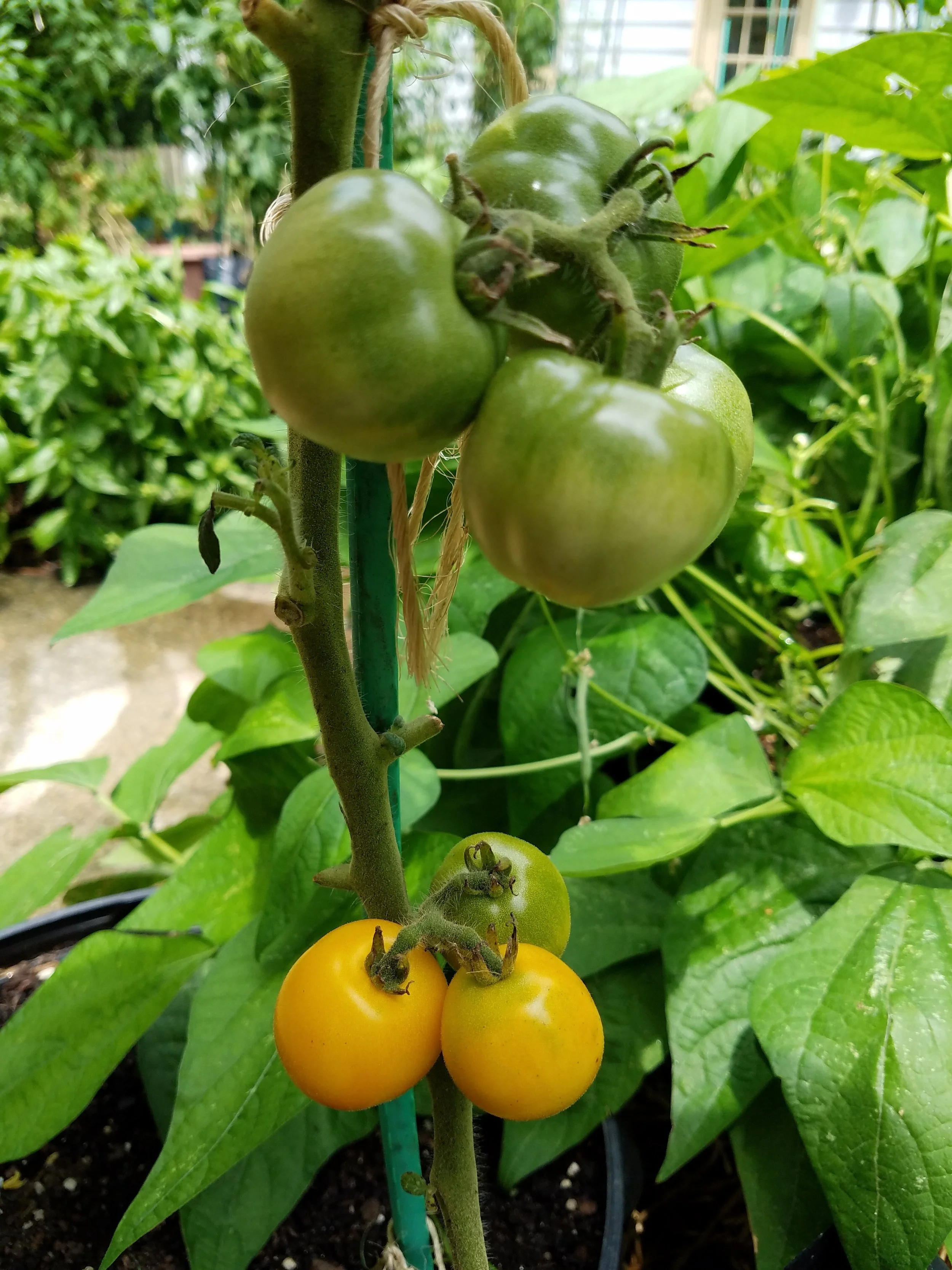 Dwarf Moby's Cherry - a Dwarf Tomato Project work in progress, in a 5 gallon grow bag