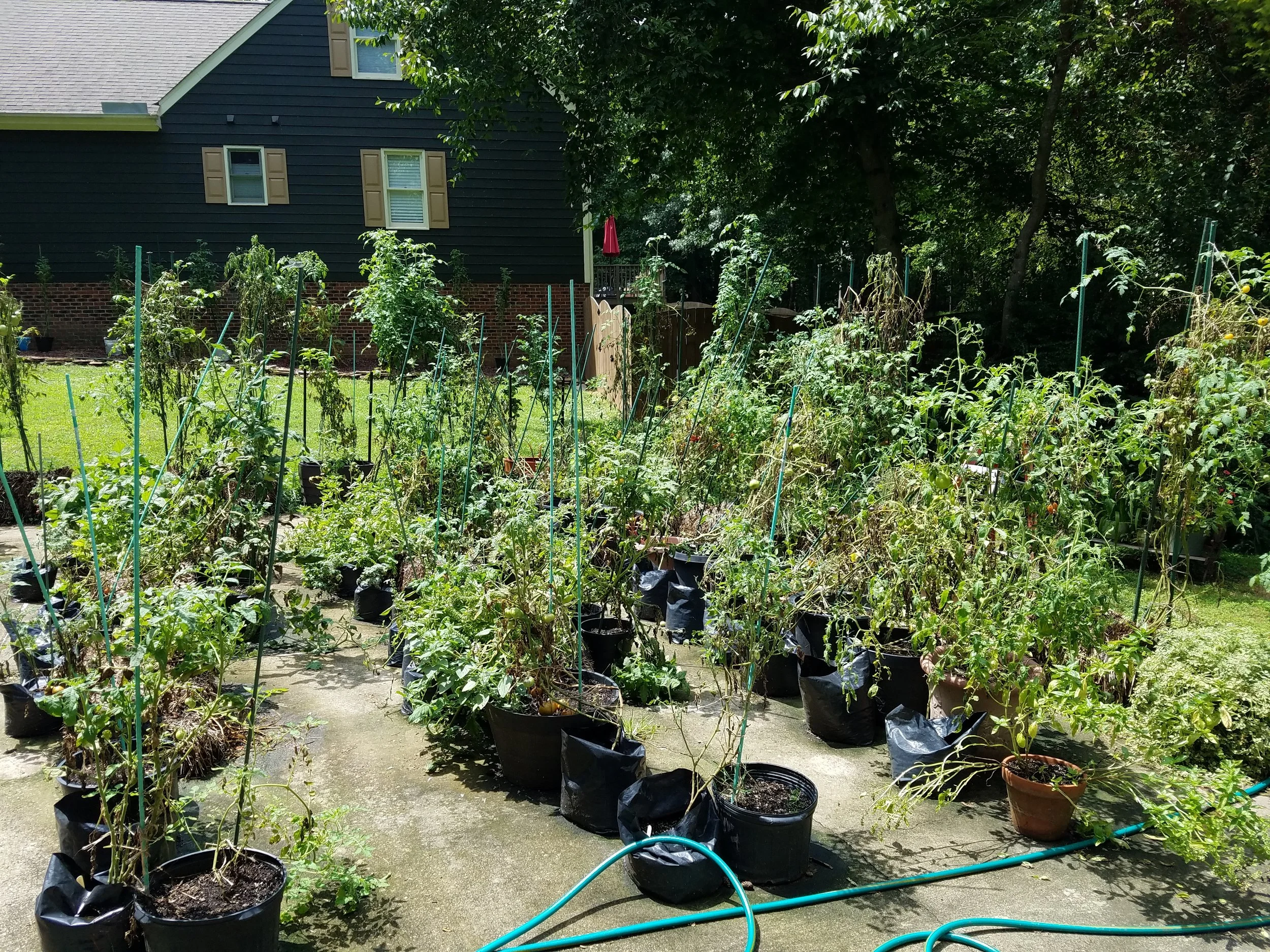 August 12 view of the garden