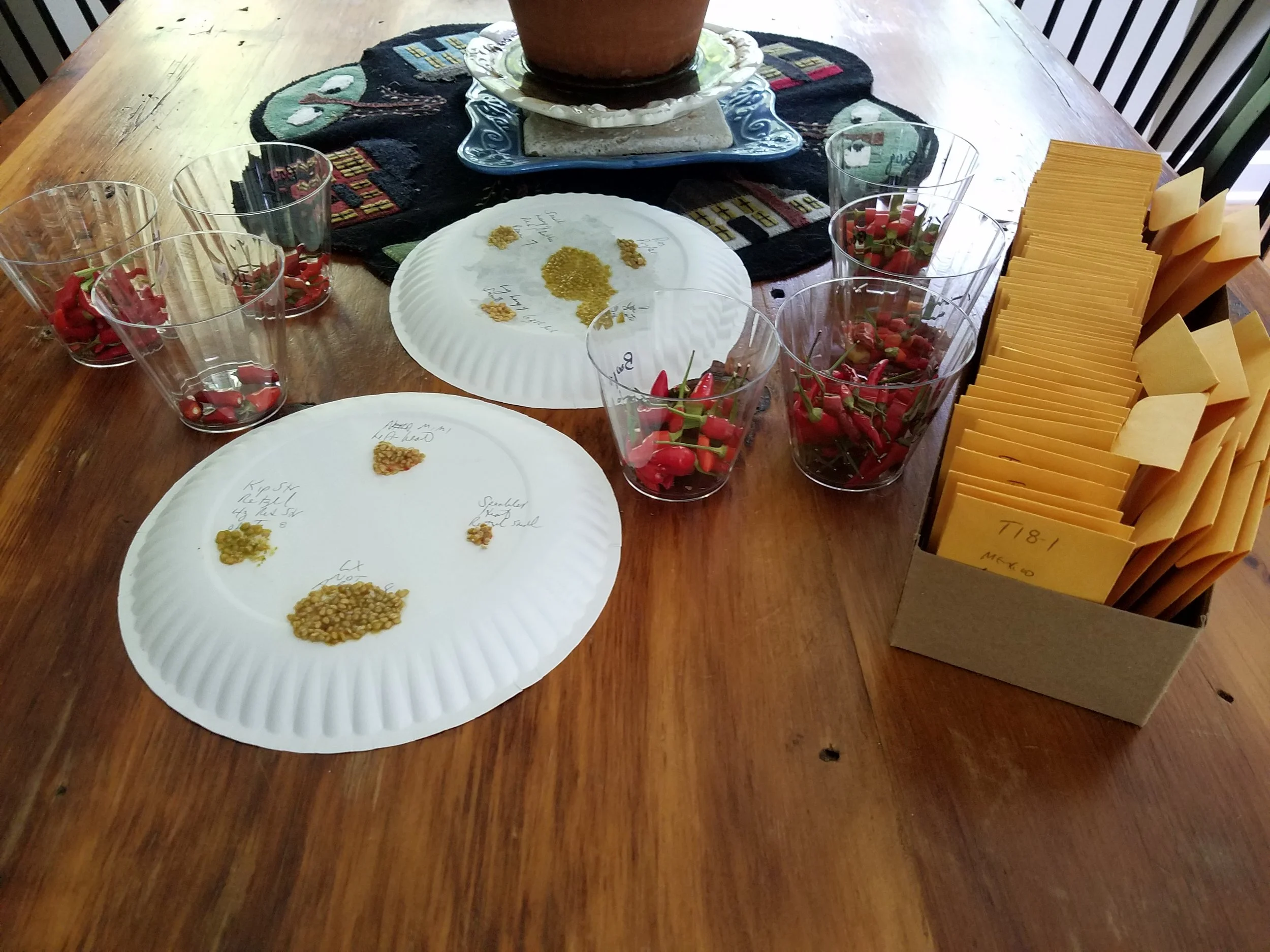 plates of drying tomato seeds, coin envelopes of saved seeds, cups of ornamental hot peppers ready for seed saving