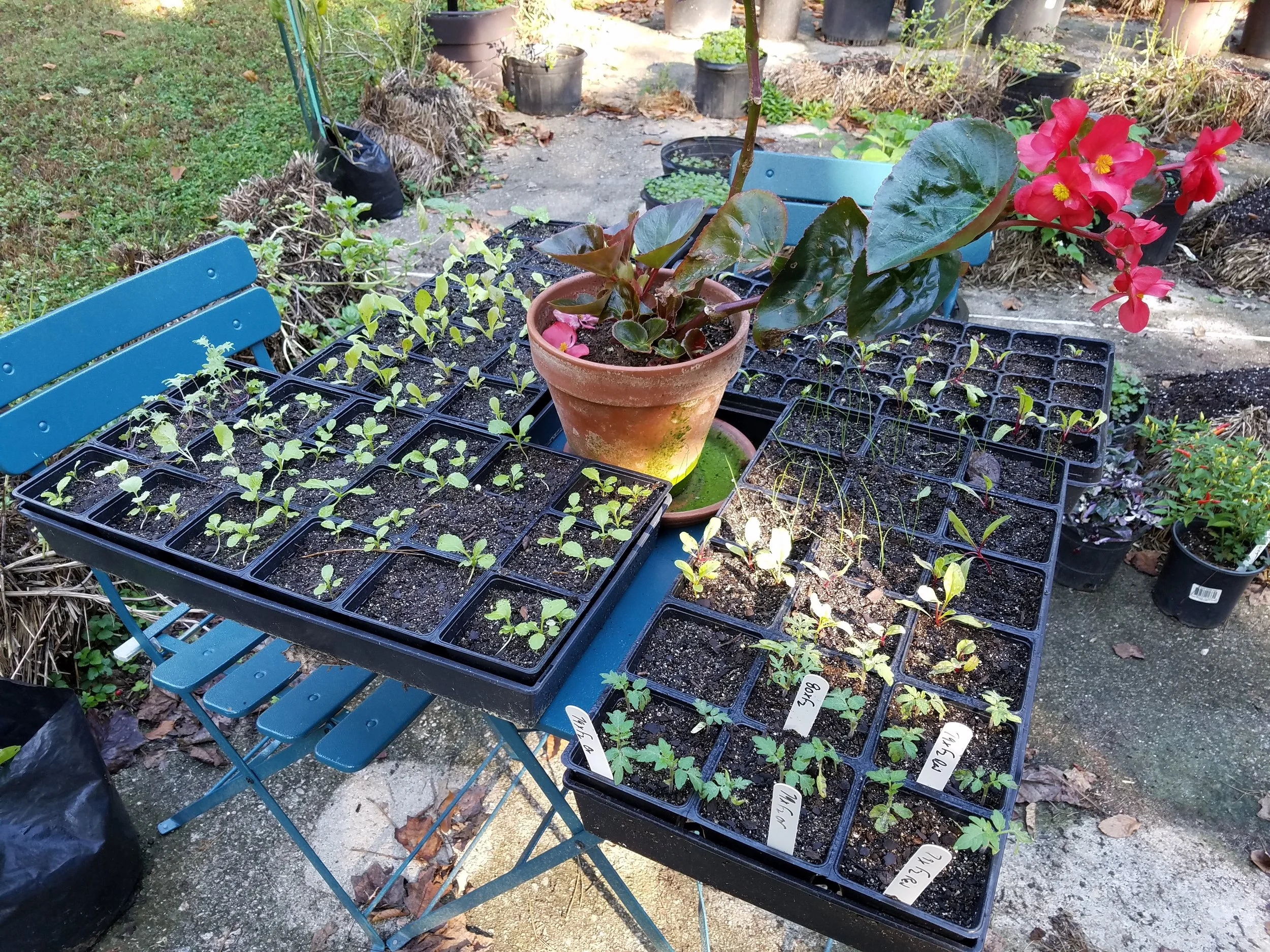 Recently transplanted seedlings sizing up for fall planting