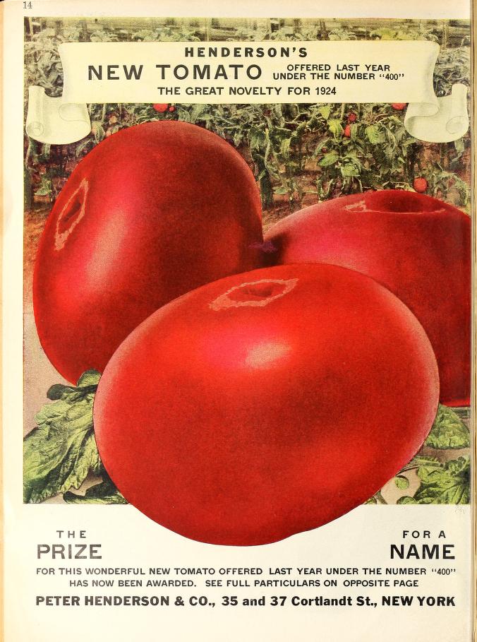 Page from 1925 Henderson catalog showing their large pink new tomato Winsall