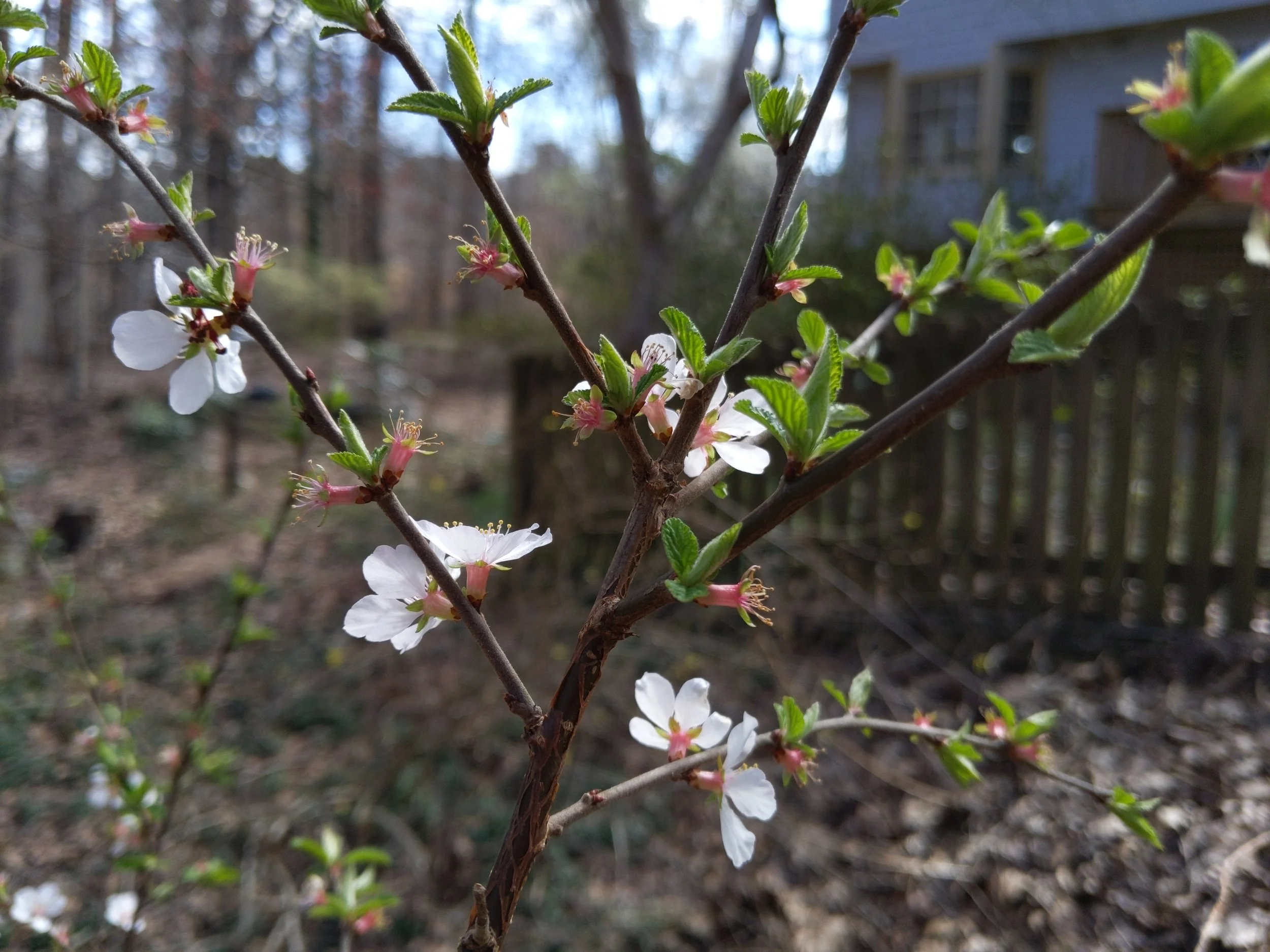Flowering cherry making an early appearance