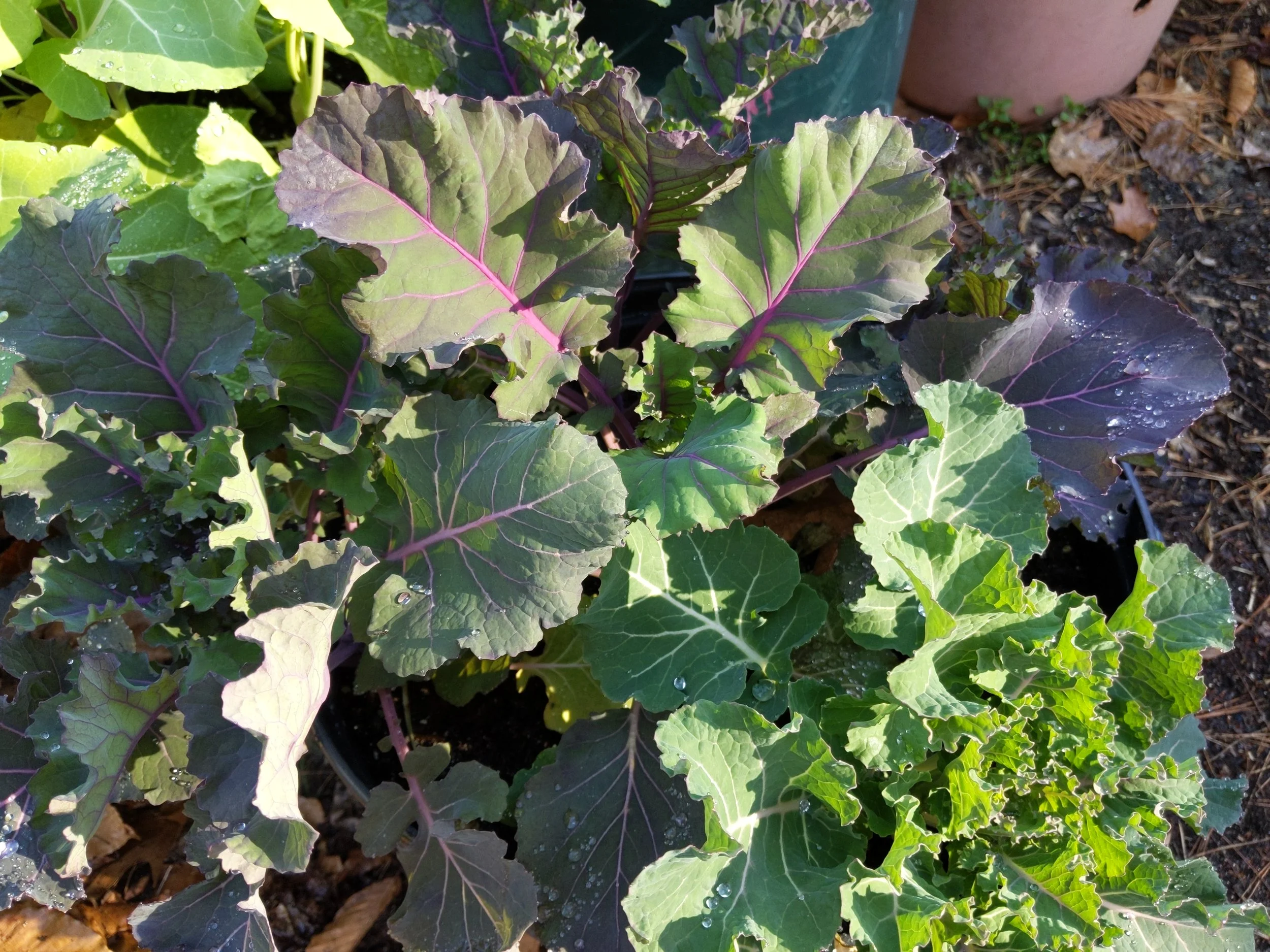 just one of nearly 20 containers of fall planted greens that spent the winter under floating row cover
