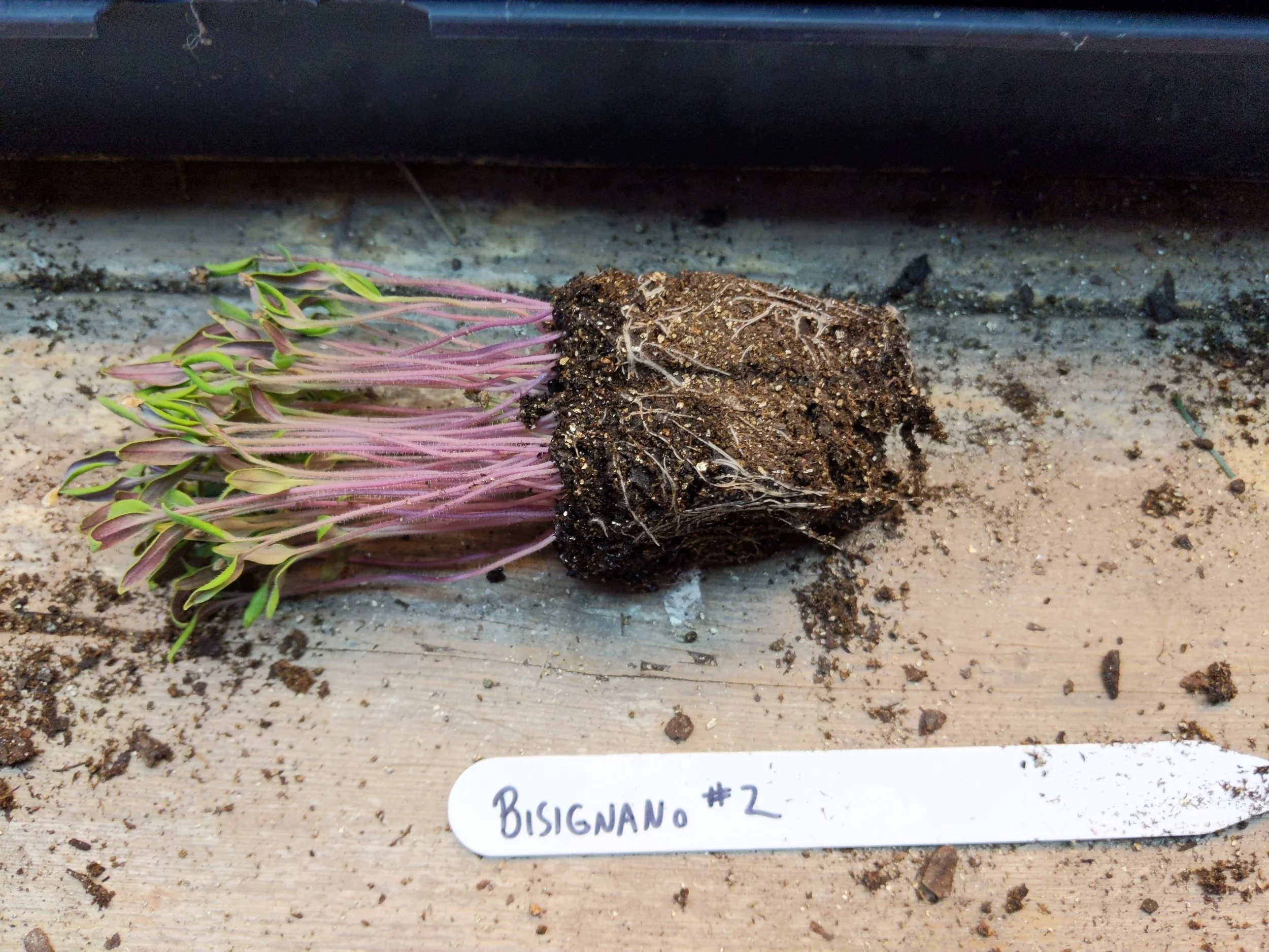 with just a gentle squeeze, the plug of more than 30 seedlings pops easily out
