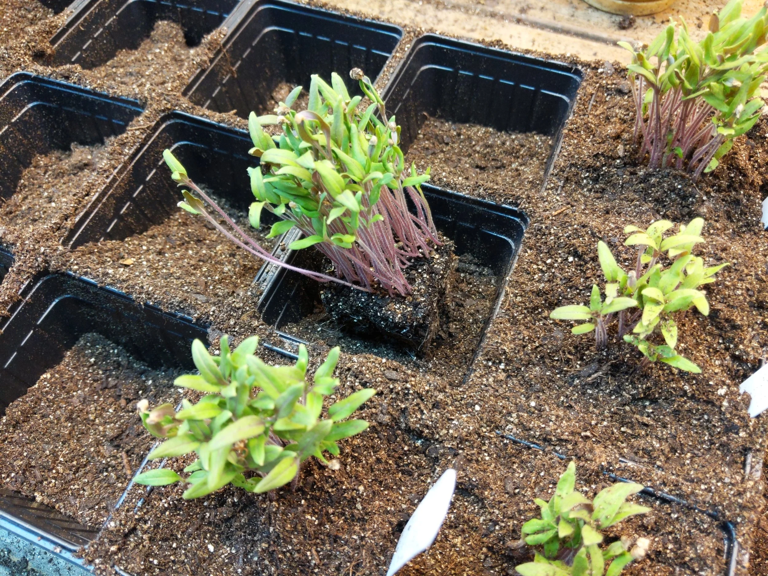 Each plug of seedlings gets its own 3.5 inch pot - the Bisignano plug awaiting addition of planting mix