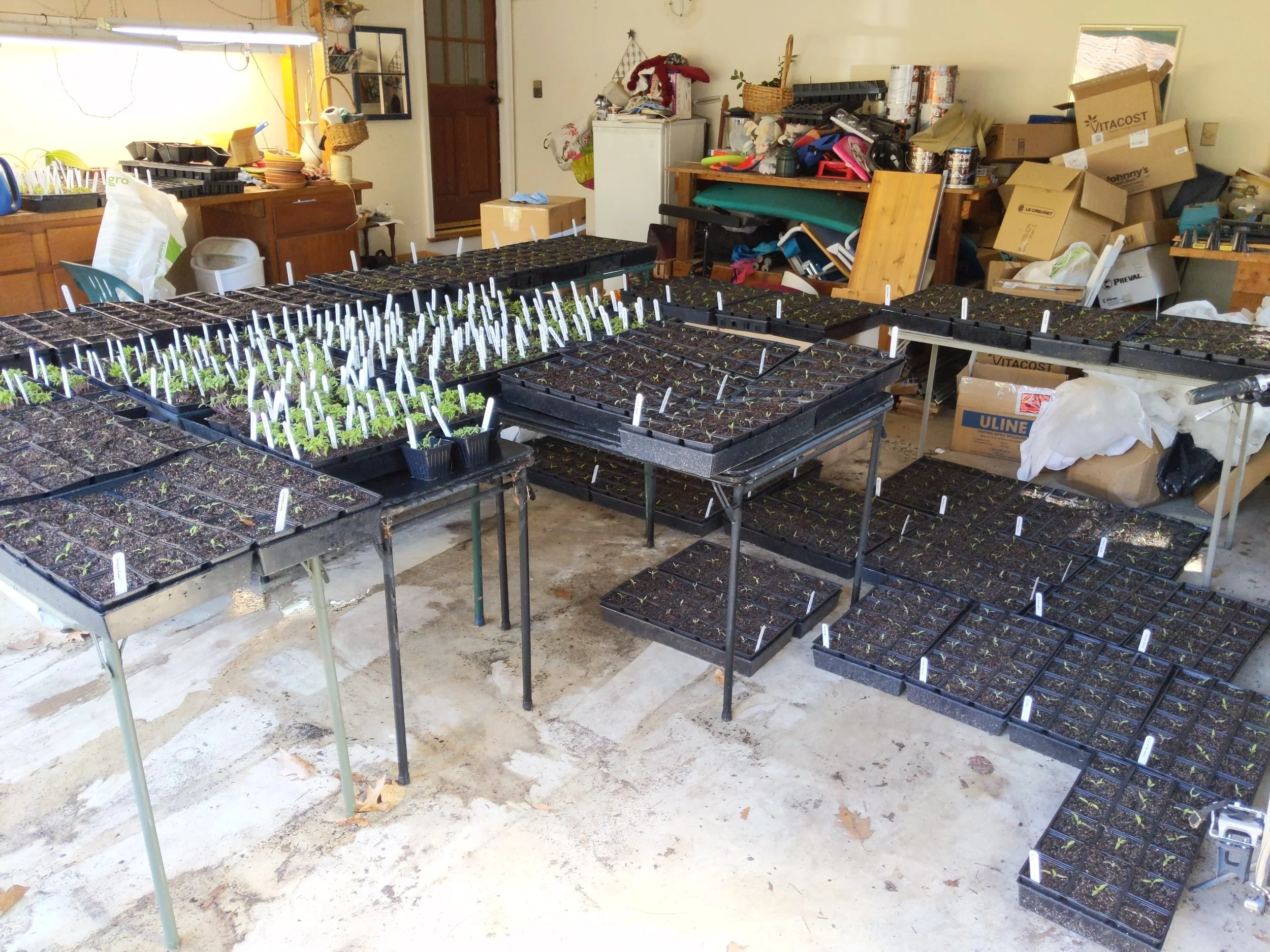 Making great progress on transplanting, but last night and tonight’s frosts mean huddling in the garage