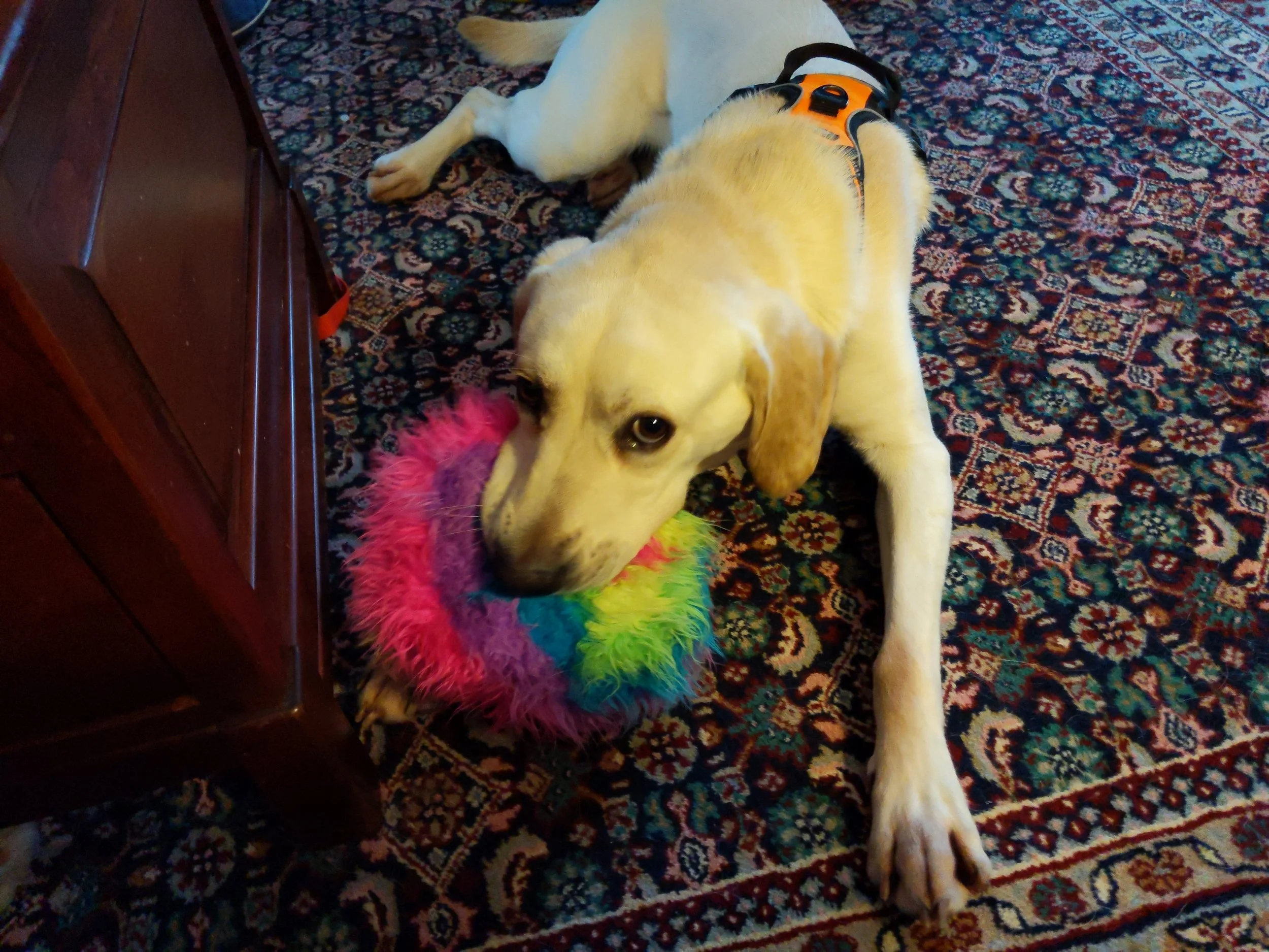 Marlin doing what he does most of the time - play!
