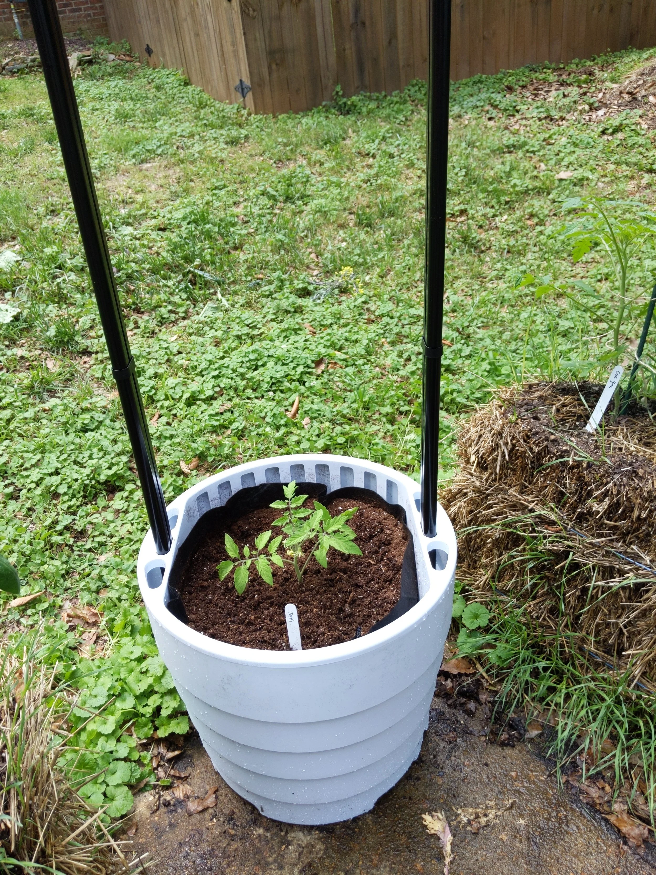Determinate tomato variety Taxi planted