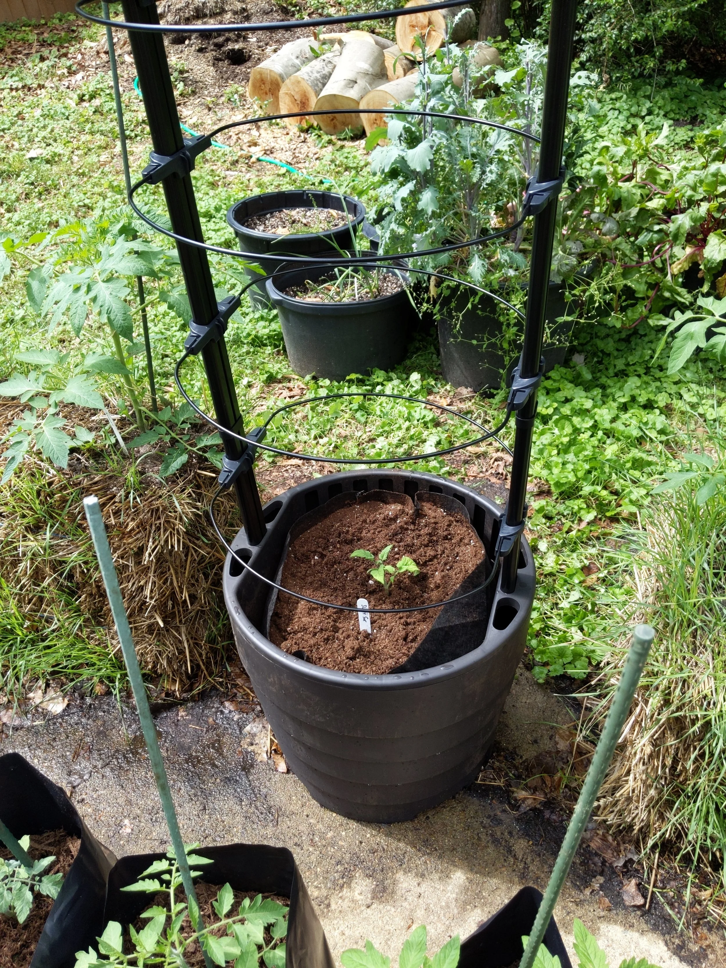 Second planter with the dwarf tomato variety Sweet Sue planted.