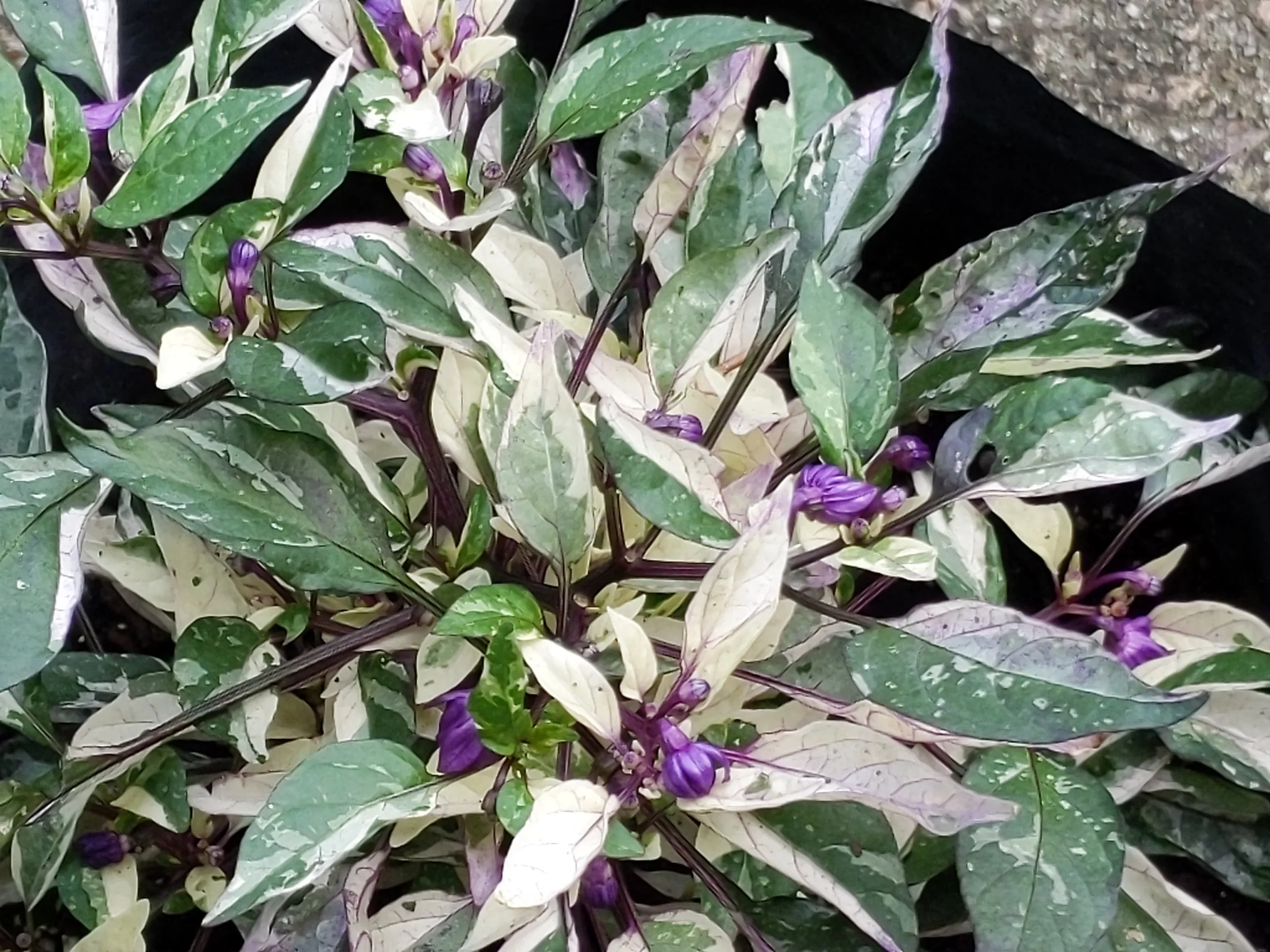 Picture of plant P18-2 taken on June 22, showing the complex foliage pattern and purple flowers