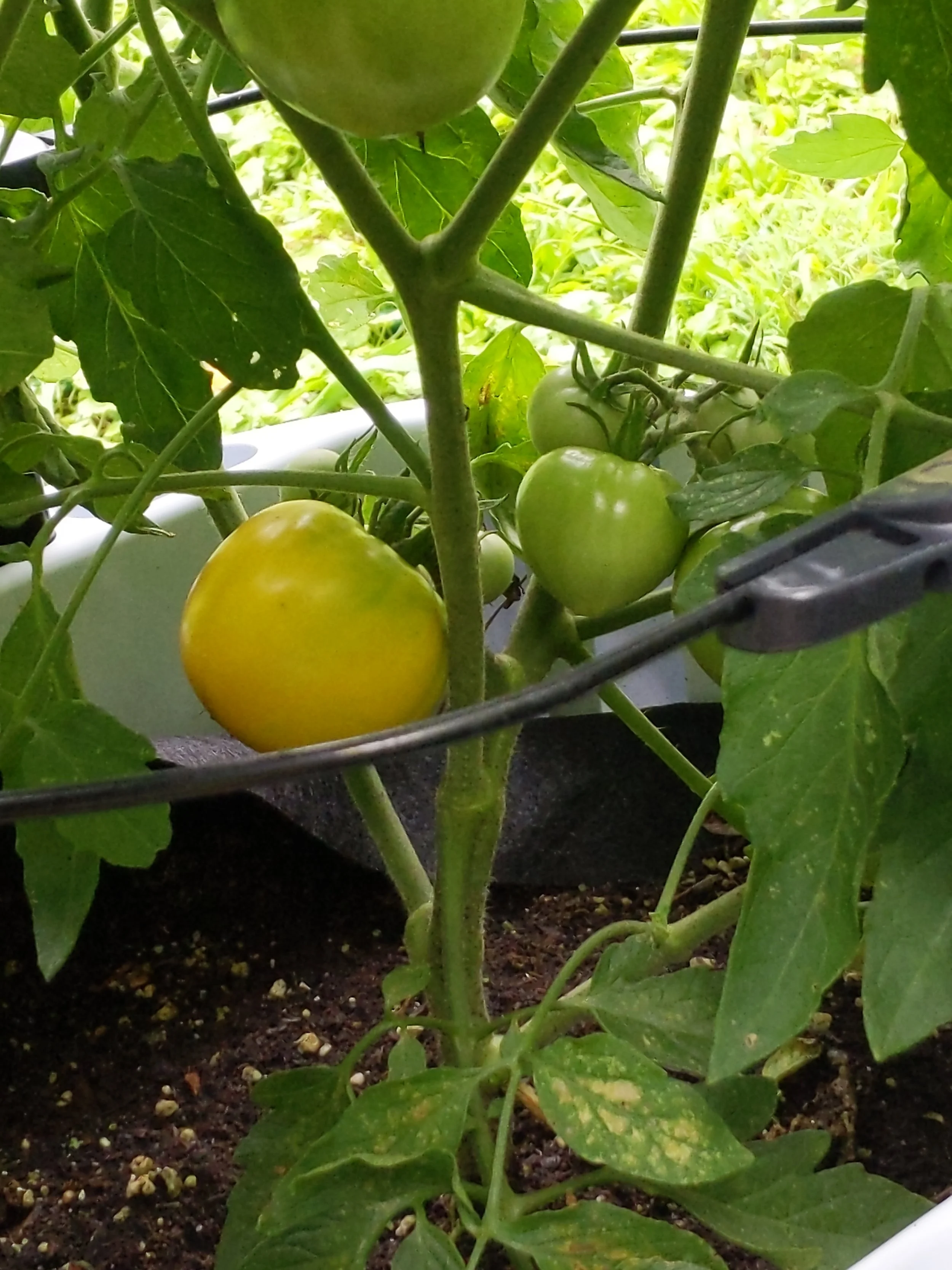 First ripe non-cherry sized tomato of the year! A delicious, bright yellow tennis ball sized Taxi