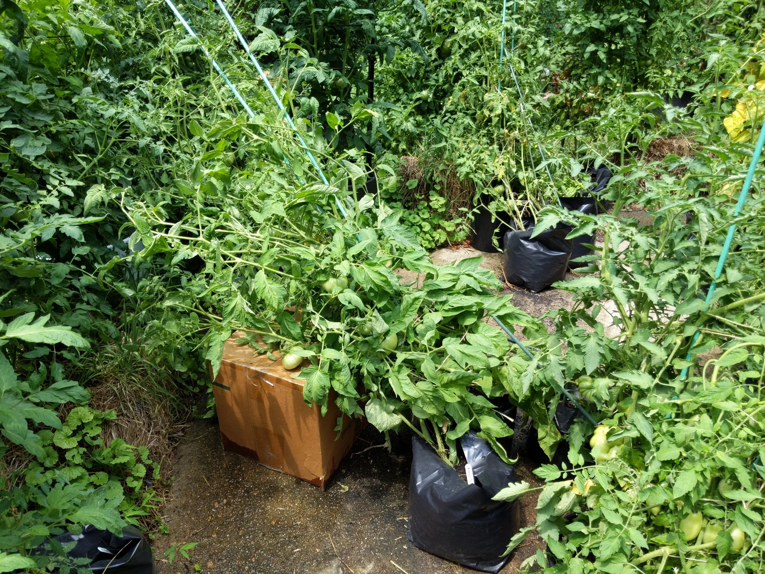 Another improv - using a large box to keep developing tomatoes off of the ground