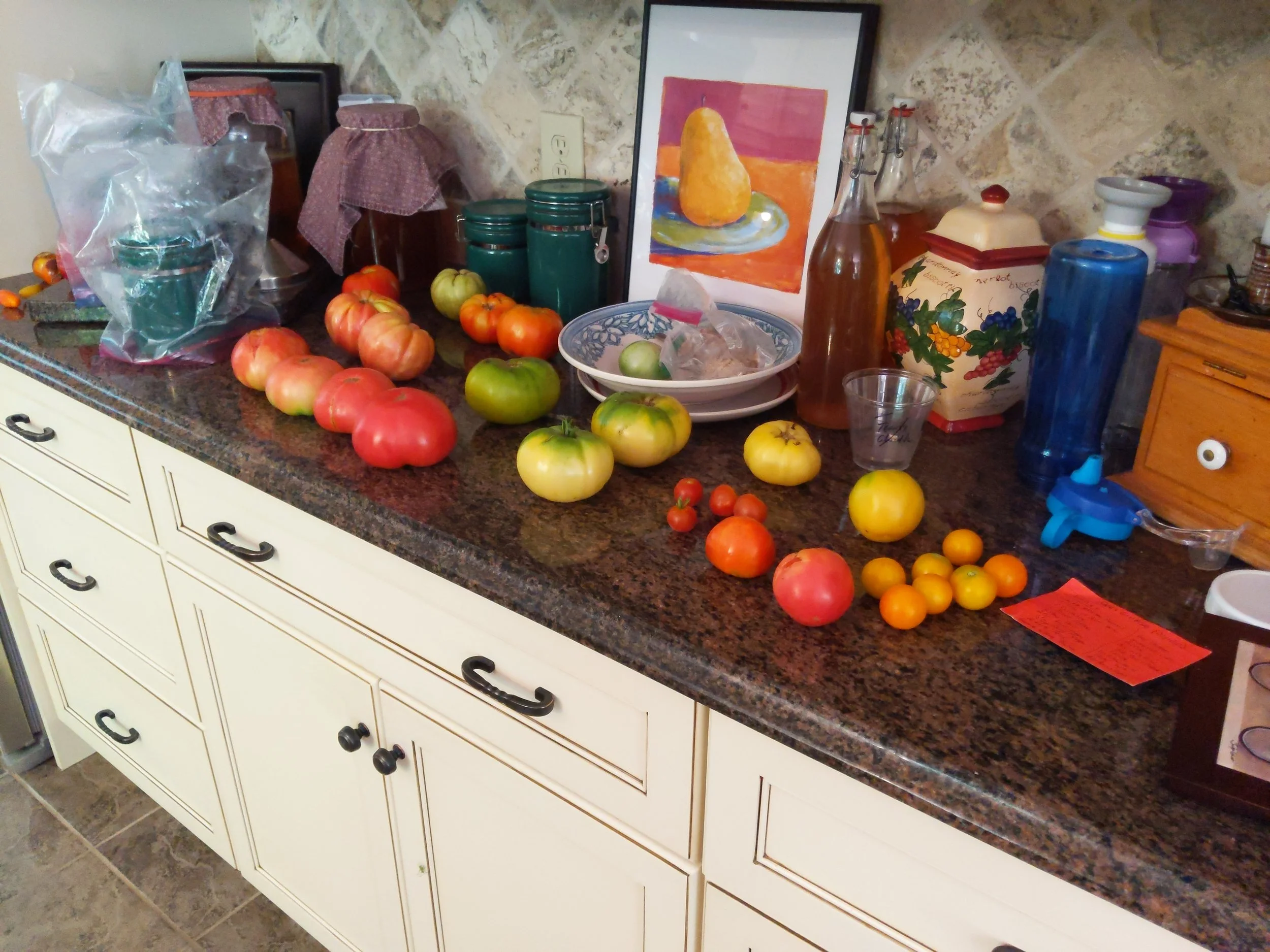 Many stories happening here, but mostly, tomatoes on the counter picked half ripe, but ripening quickly