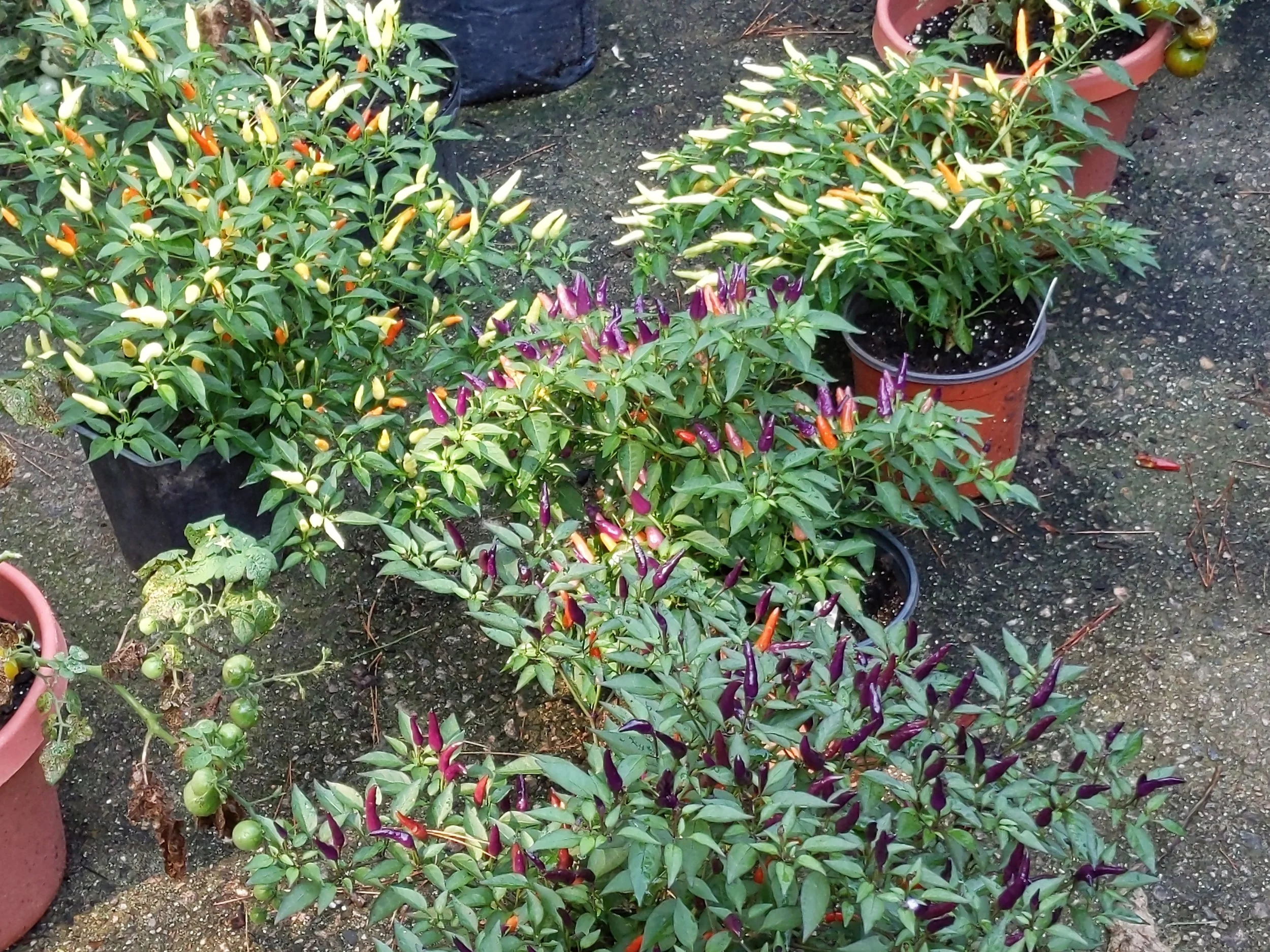 A riot of colors from plants from the Bouquet hot pepper mini project