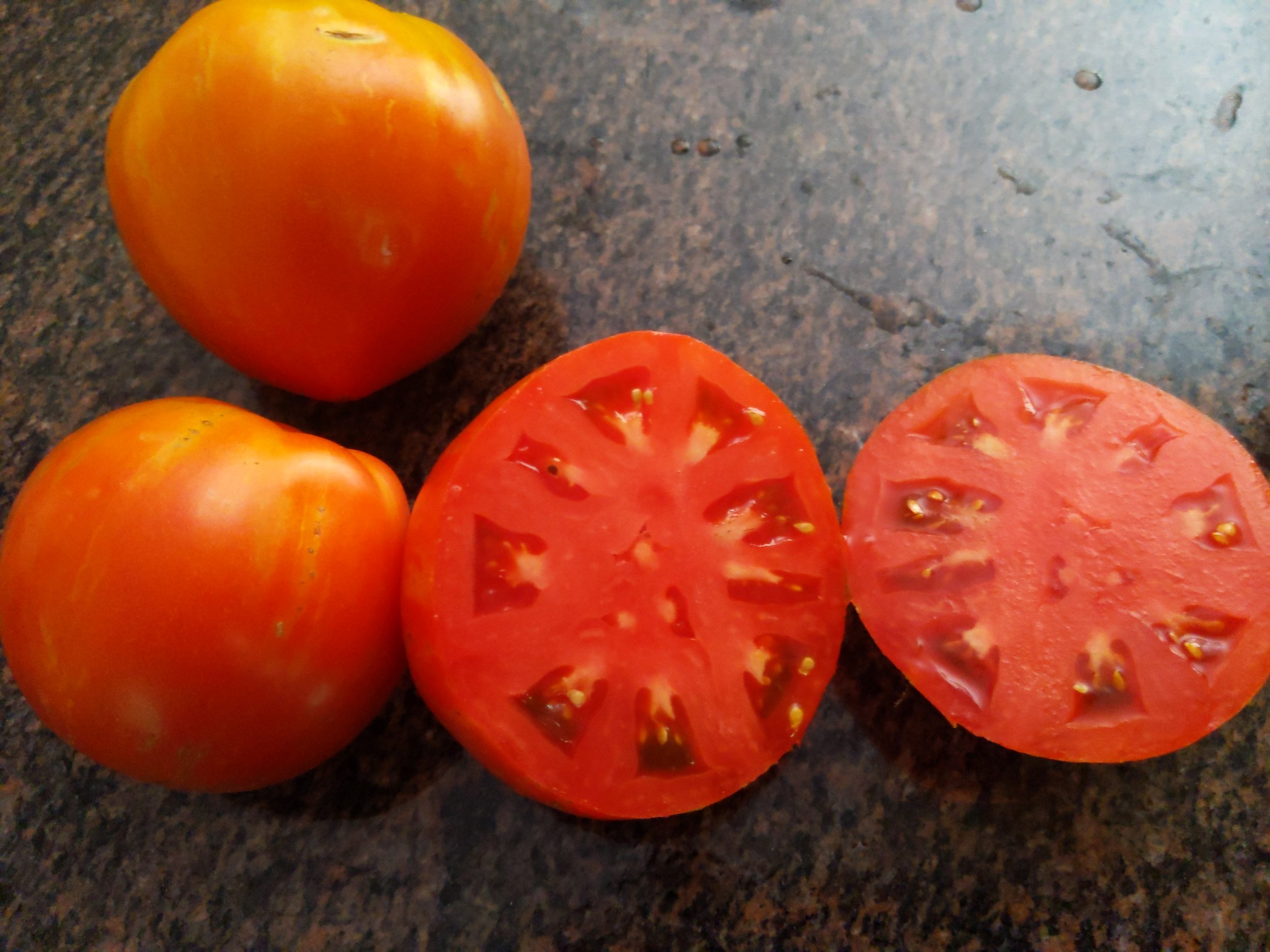Exploring Disease Tolerance in Dwarf Tomato Varieties from the Dwarf Tomato Project